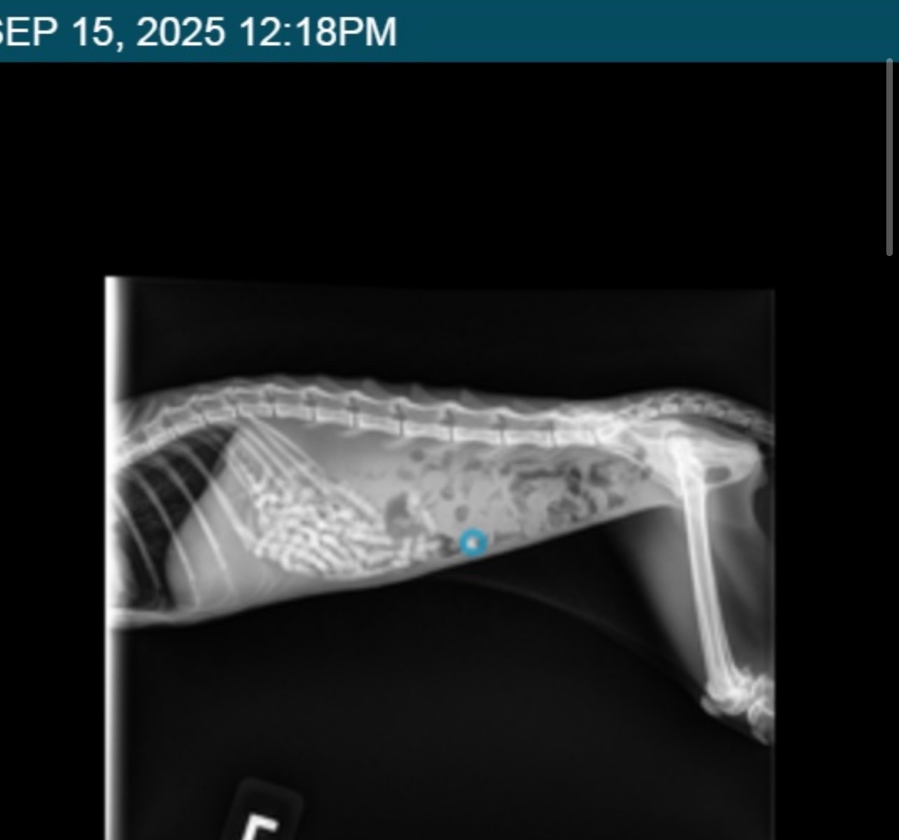 Zimi’s Stomach Surgery and Recovery campaign photo, 2 of 6