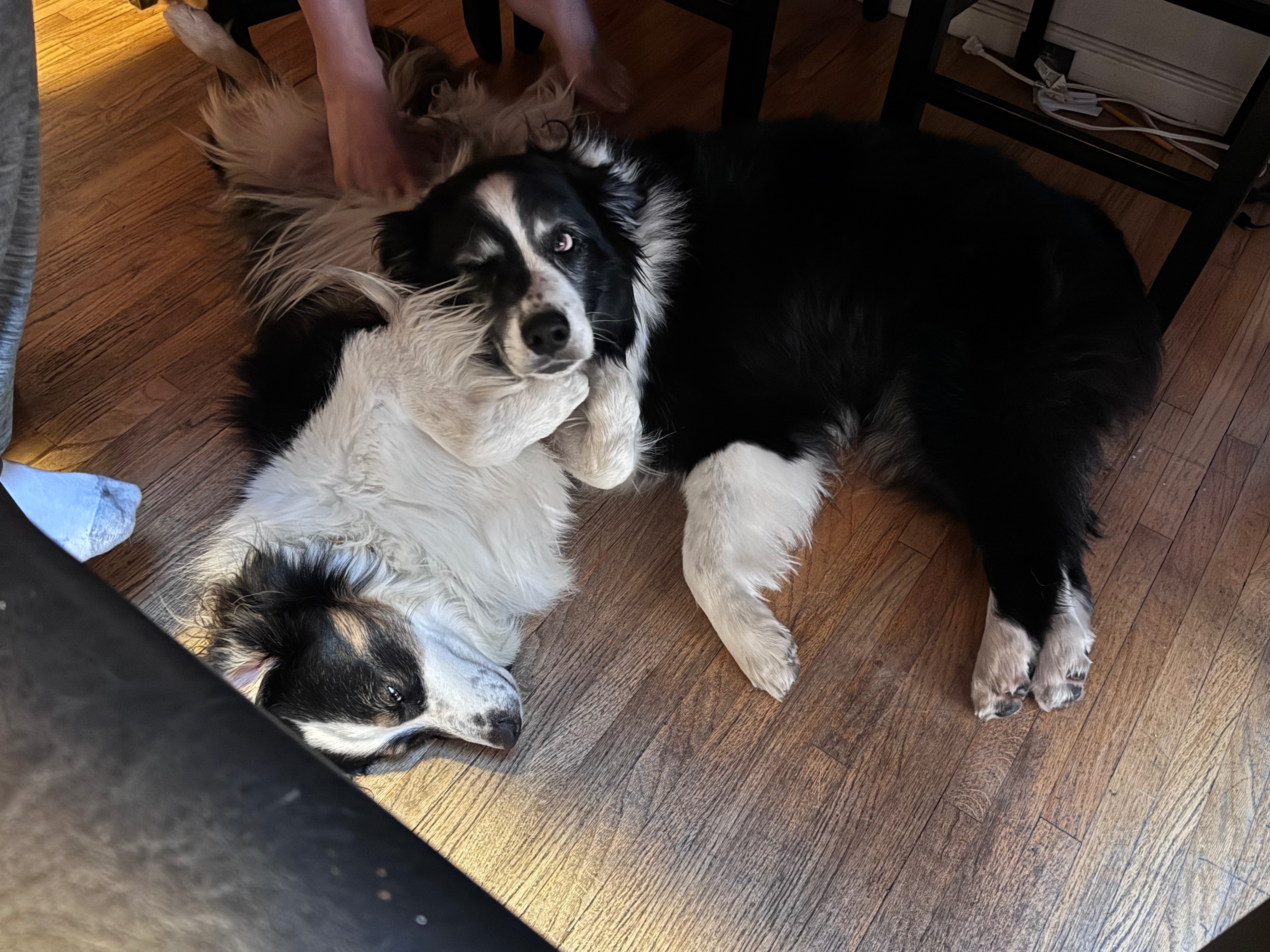 Donate to fund Max’s hopeful diagnosis and recovery. campaign photo, 2 of 5