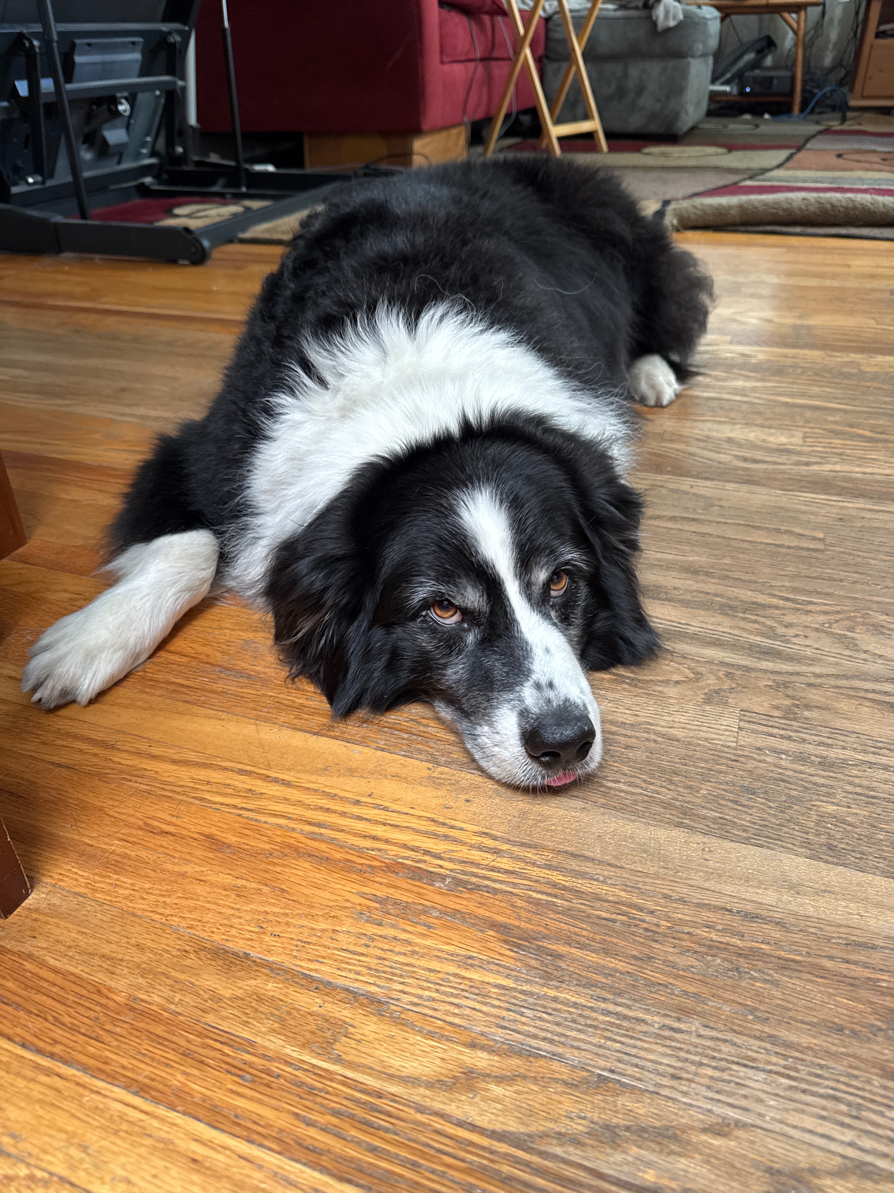 Donate to fund Max’s hopeful diagnosis and recovery. campaign photo, 4 of 5