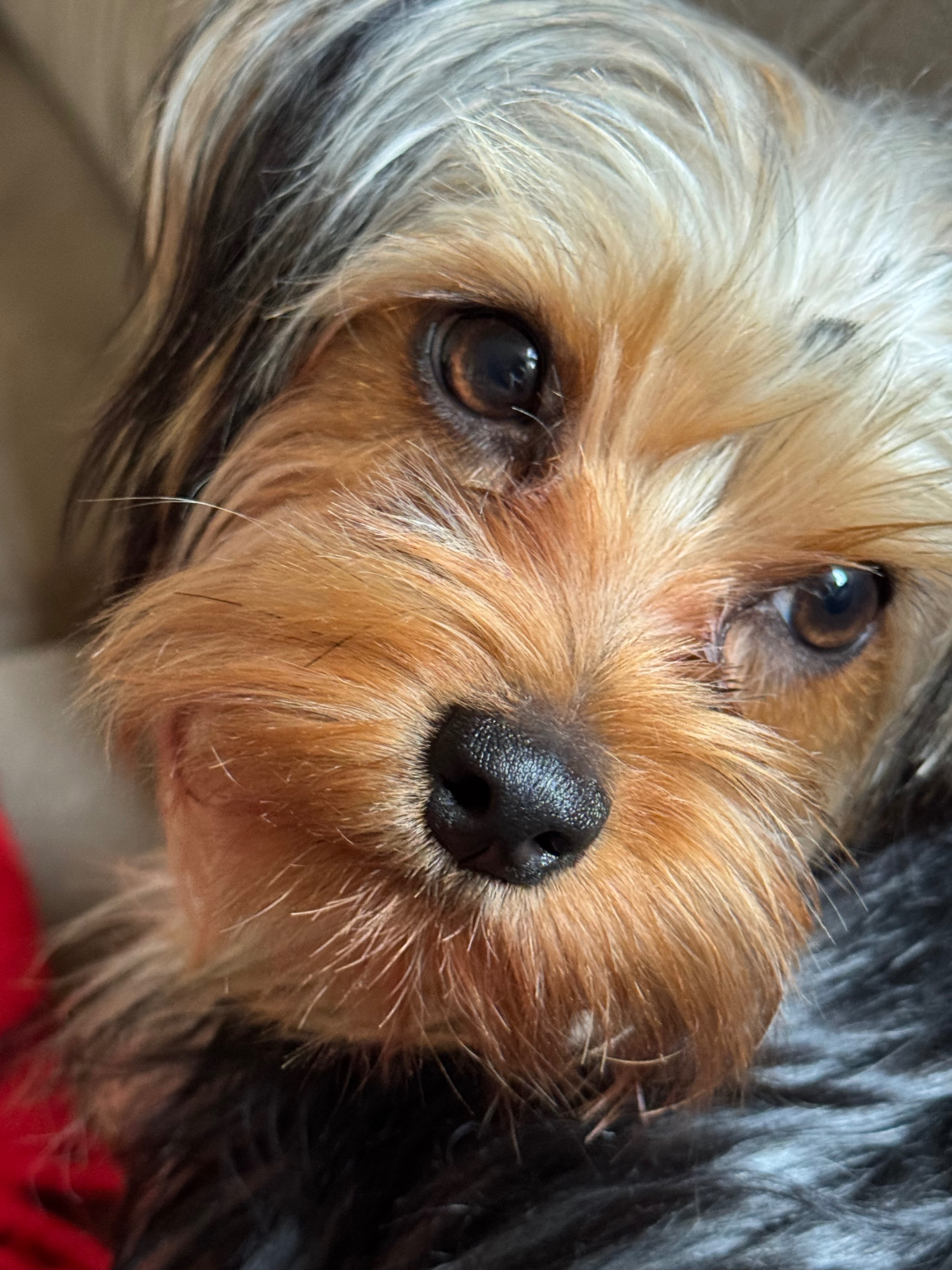 My two Yorkies being held by CDC due to Kennel mistake campaign photo, 5 of 6
