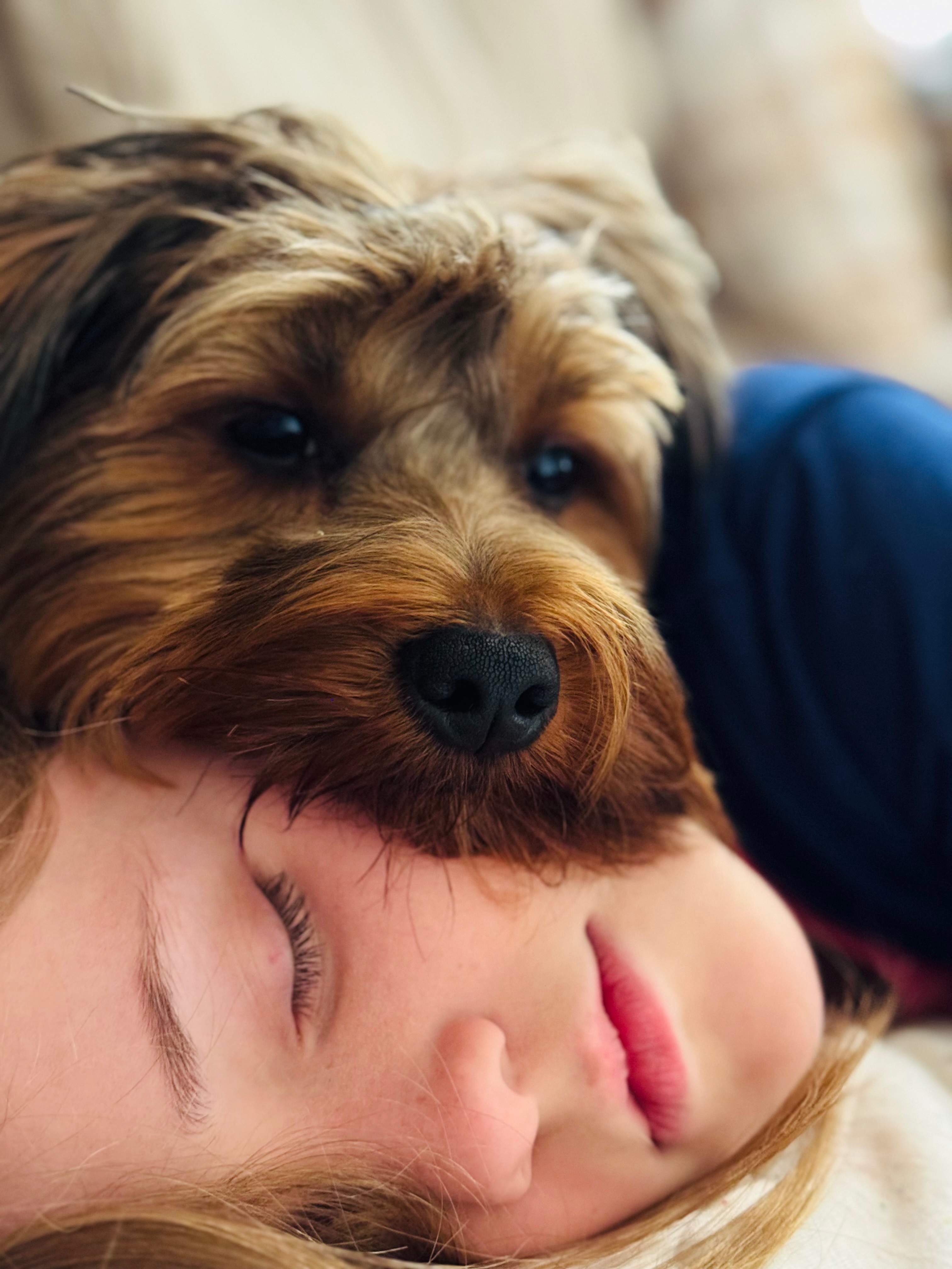 My two Yorkies being held by CDC due to Kennel mistake campaign photo, 2 of 6