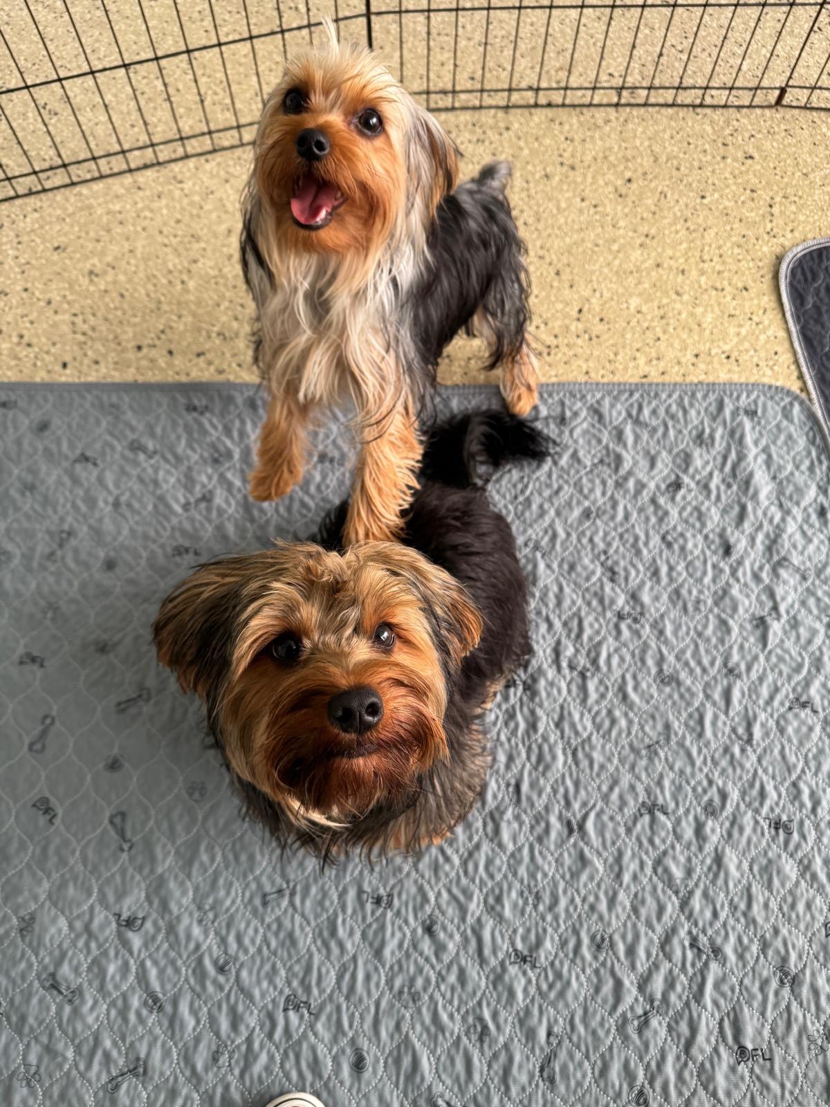 My two Yorkies being held by CDC due to Kennel mistake campaign photo, 4 of 6
