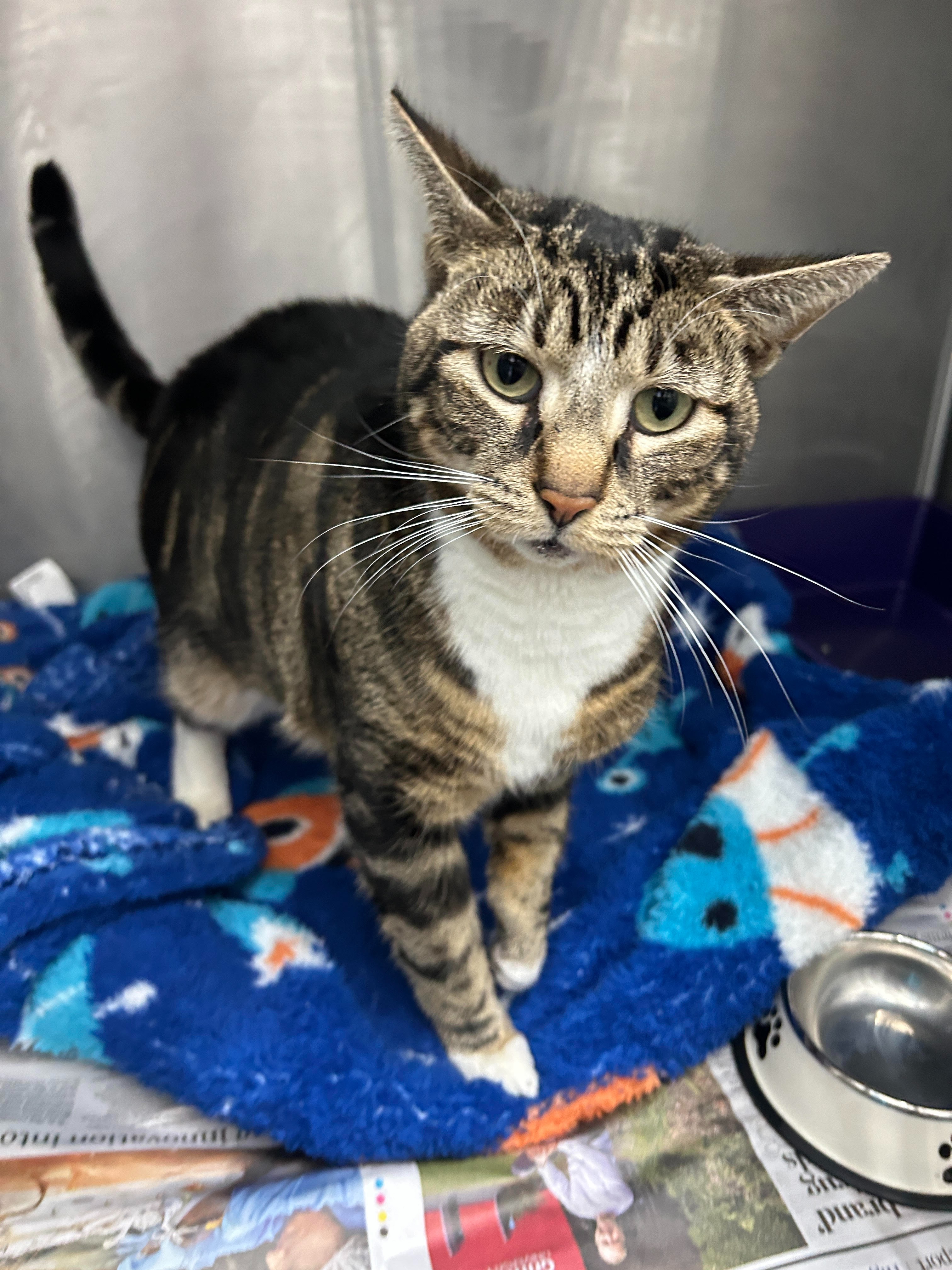 Donate to help Momo have orthopedic surgery and save his leg campaign photo, 2 of 3