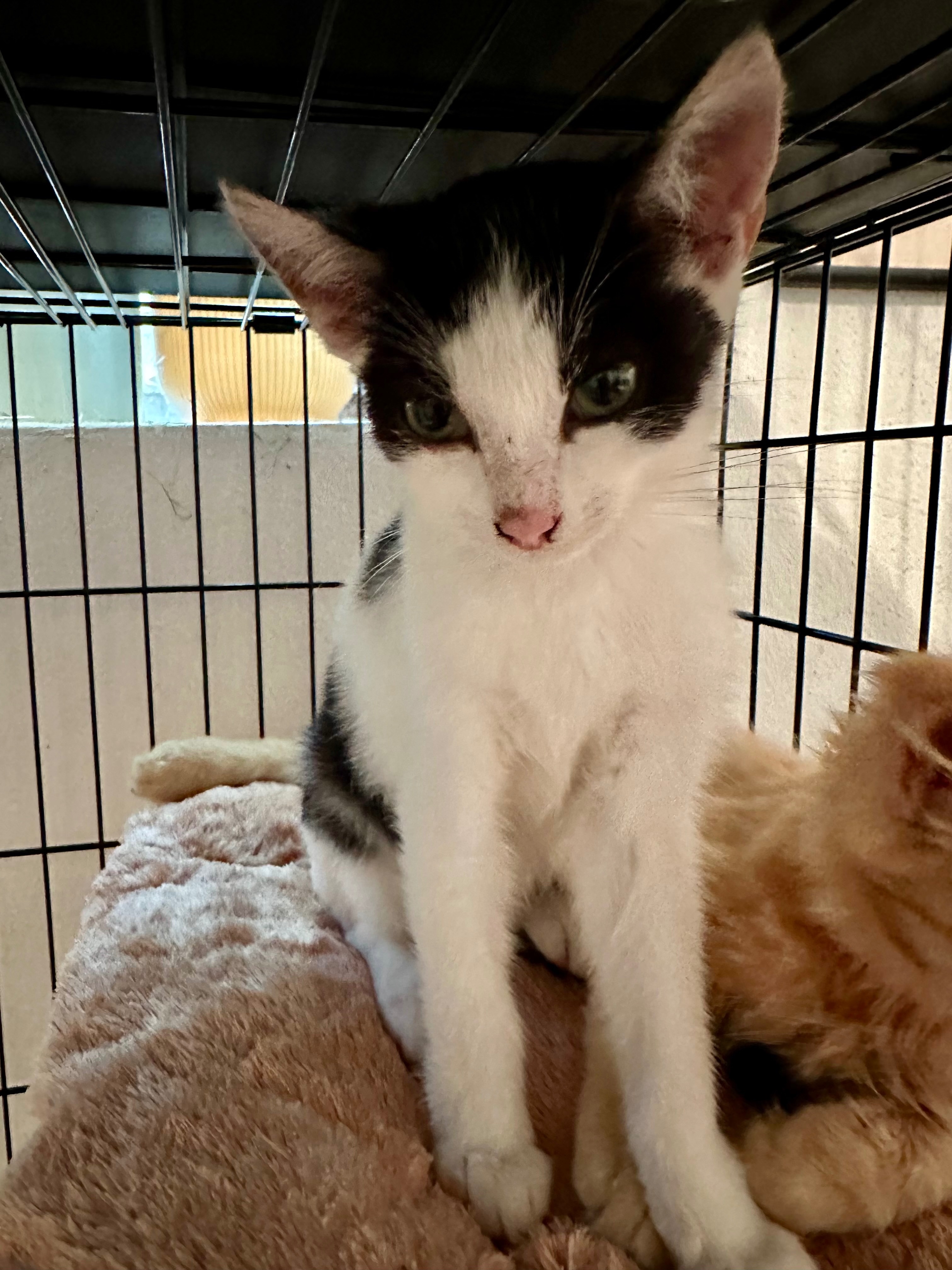 Give Homeless Cats a Chance: Care & Sterilisation Fund campaign photo, 5 of 6