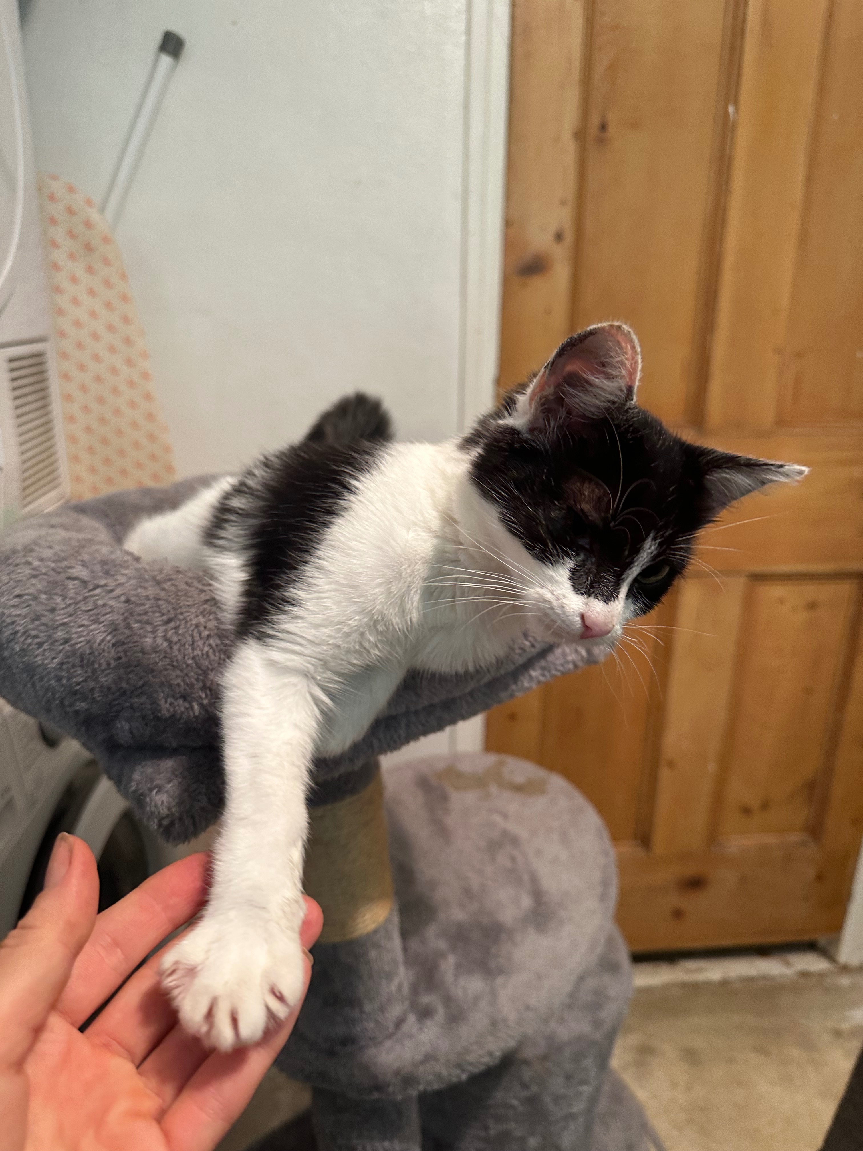 Give Homeless Cats a Chance: Care & Sterilisation Fund campaign photo, 2 of 6