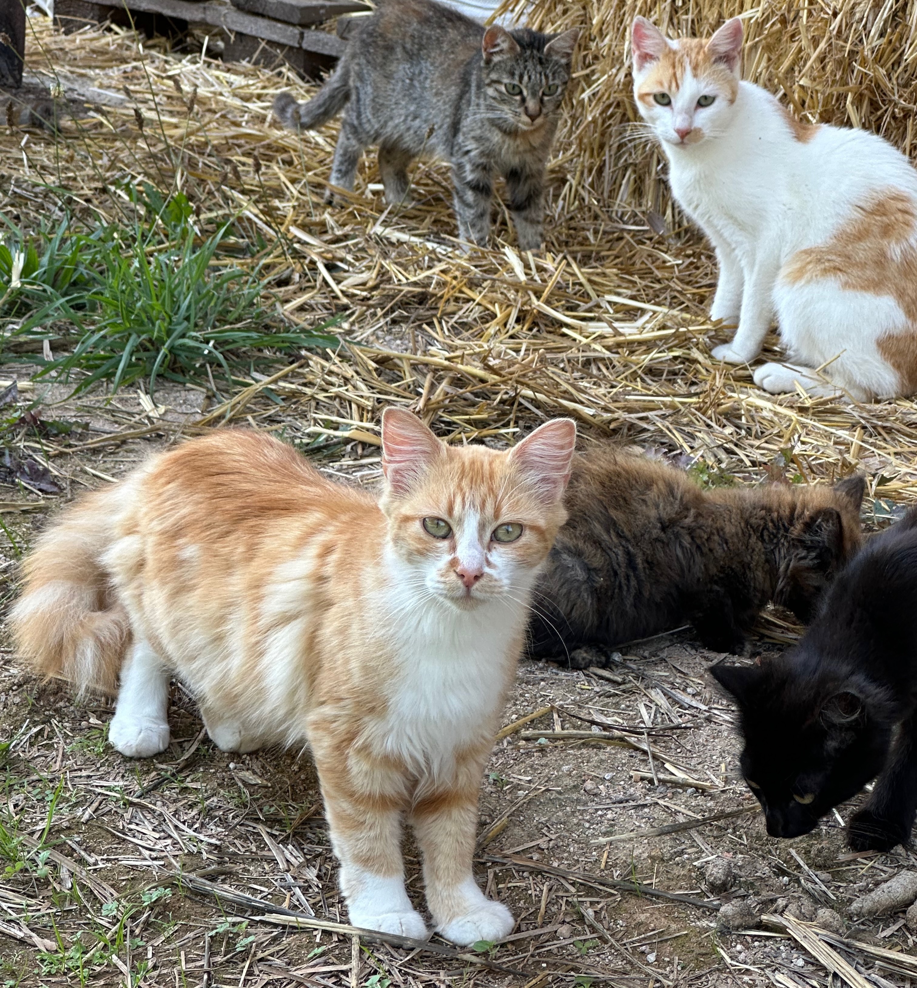 Give Homeless Cats a Chance: Care & Sterilisation Fund campaign photo, 4 of 6