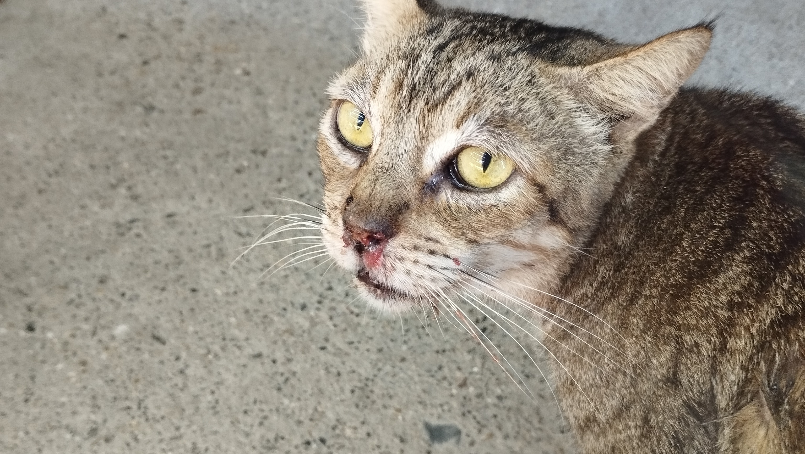 Para tratamiento de mis gatos con sospecha de panleucopenia