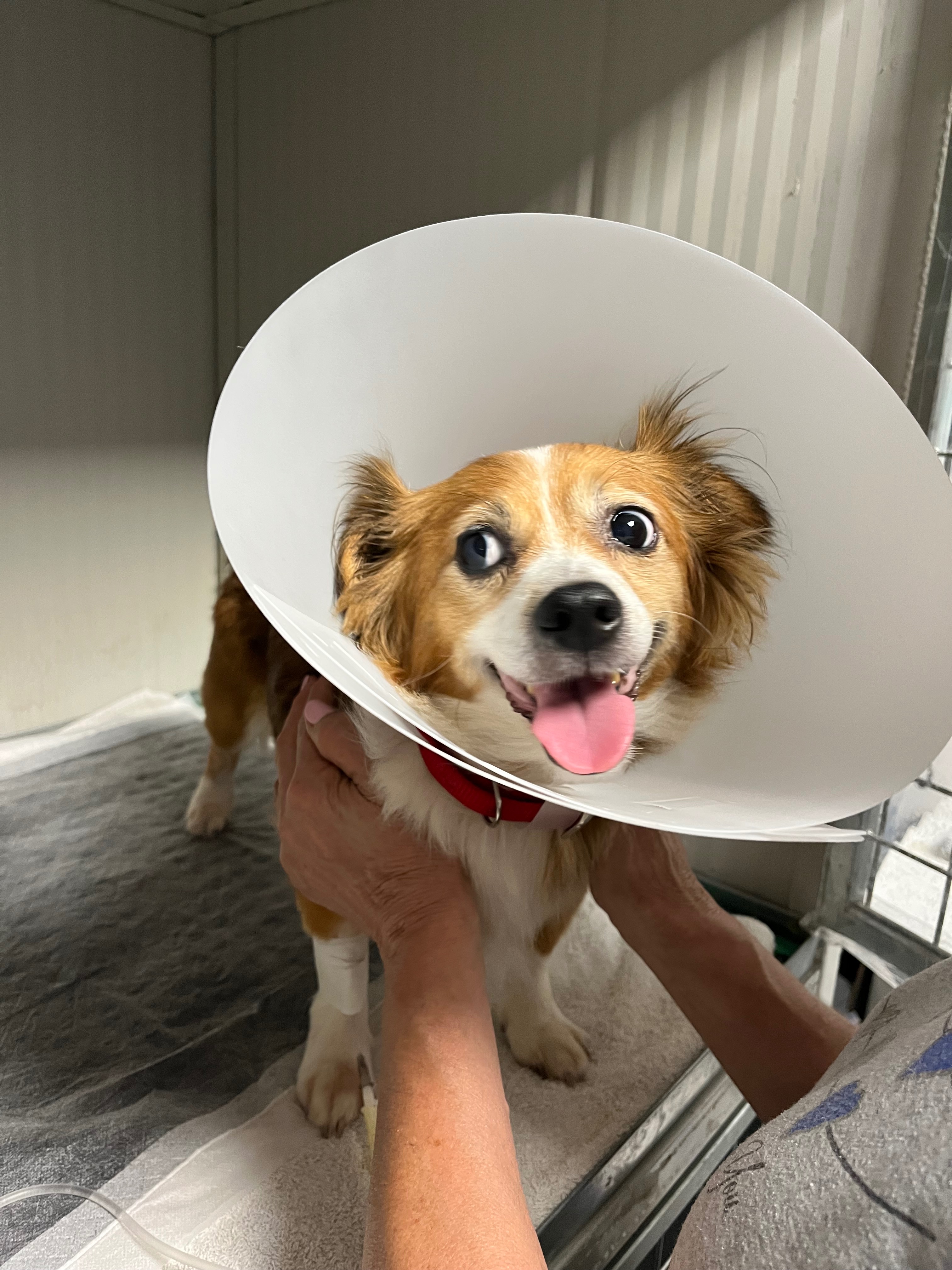 Aiuto spese veterinarie per Masha campaign photo, 2 of 5
