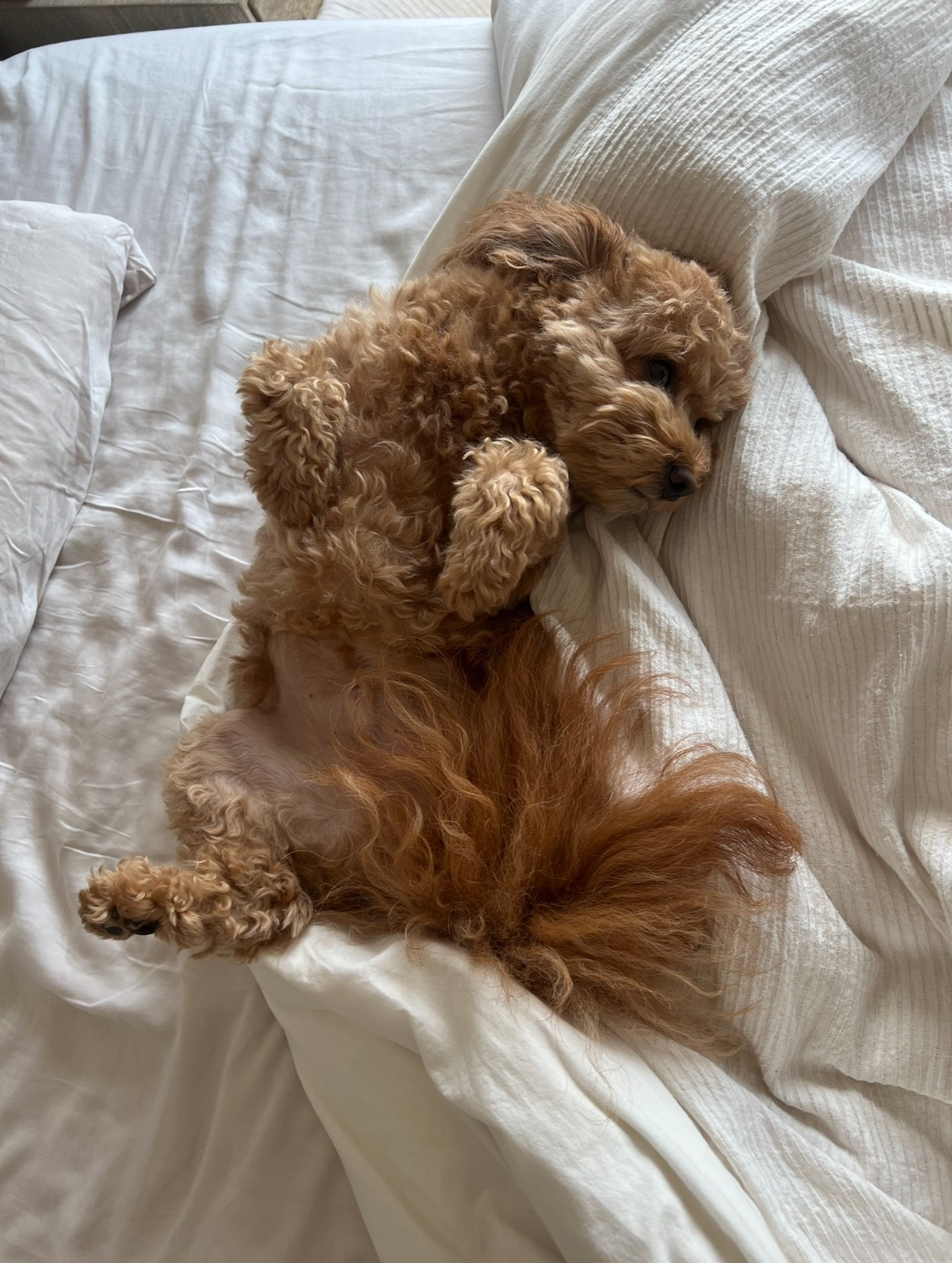 Help Save My Dog From Poisoning campaign photo, 5 of 6