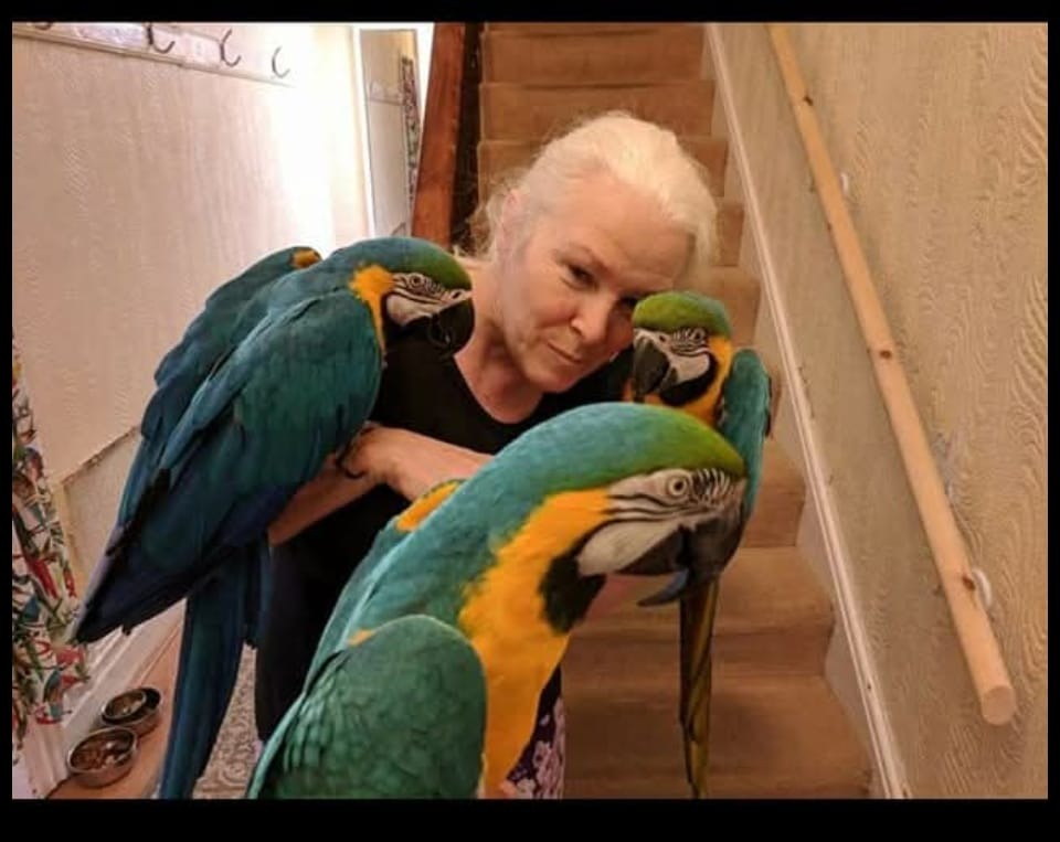 Joan's North Wales Parrot Rescue campaign photo, 2 of 4