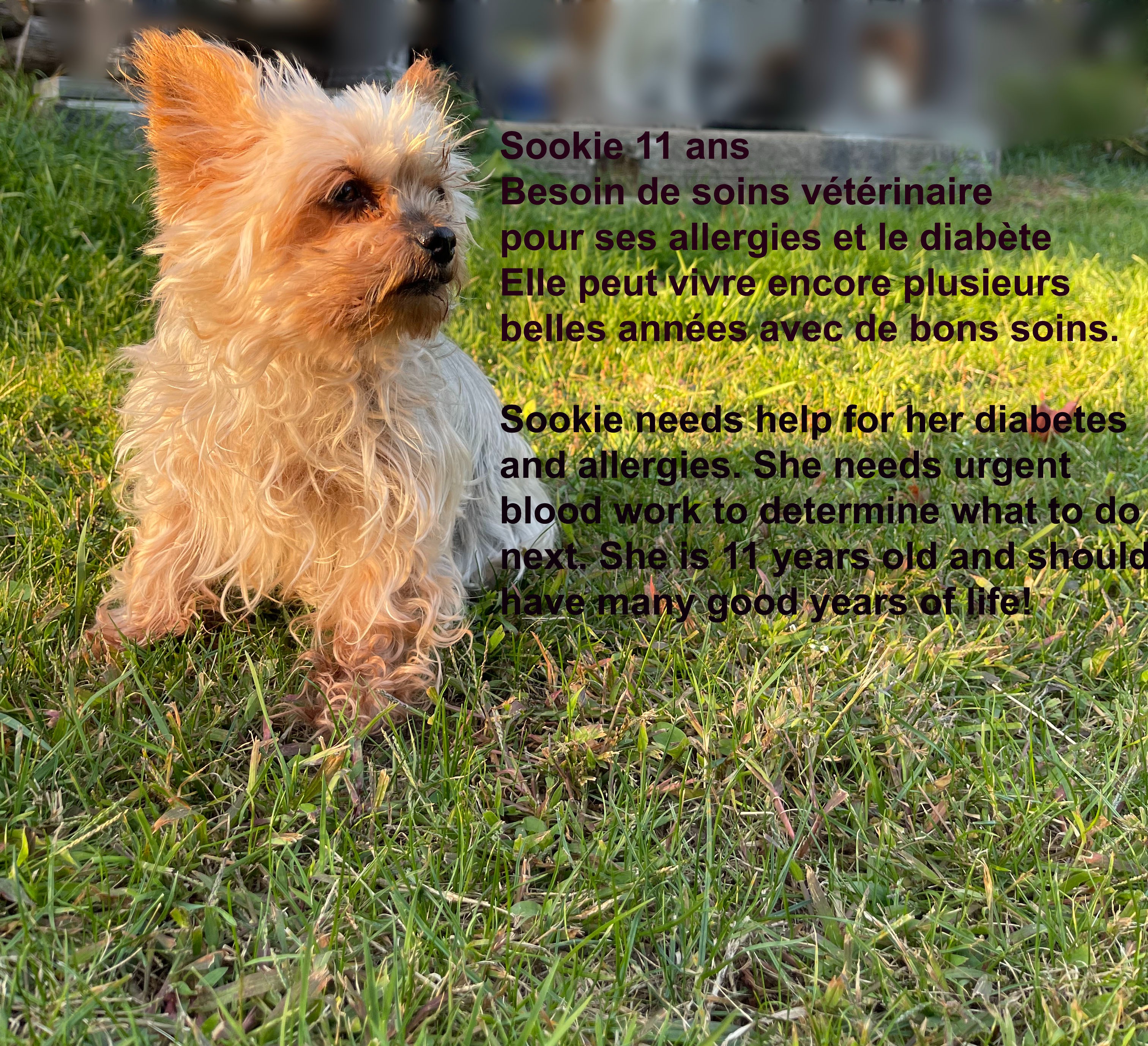 Ils ont besoin de vous-They need your help! campaign photo, 4 of 8