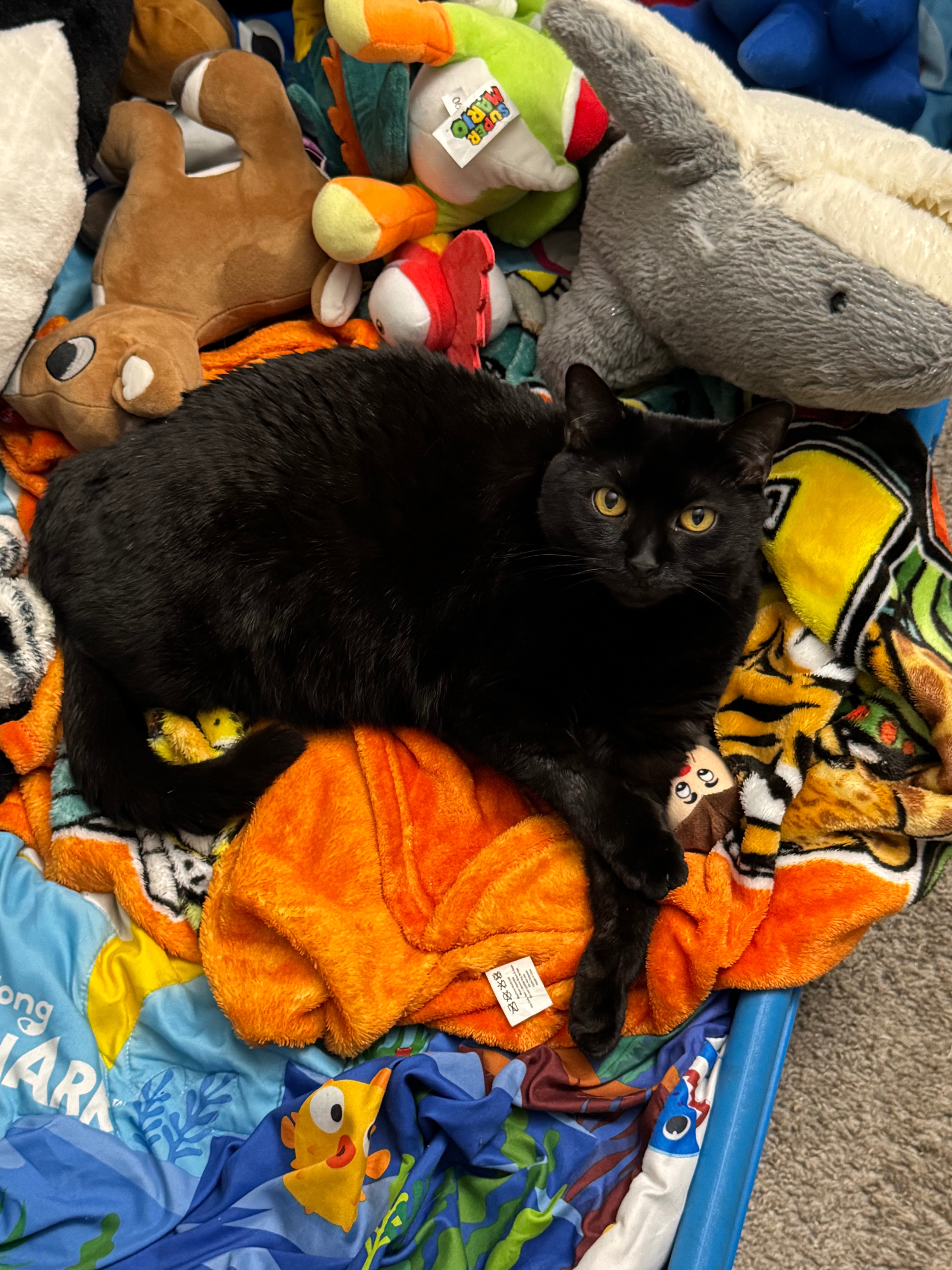 URGENT: Help Save Midnight campaign photo, 5 of 6