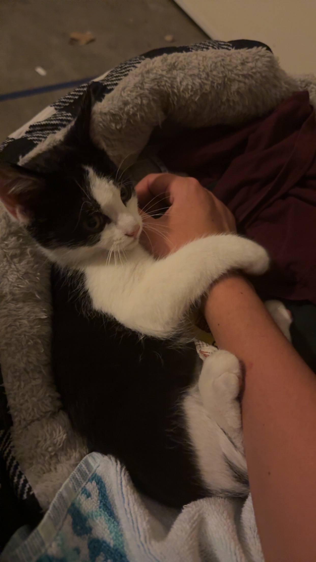 Emergency Care for Ziggy the Rescue Kitten campaign photo, 5 of 6
