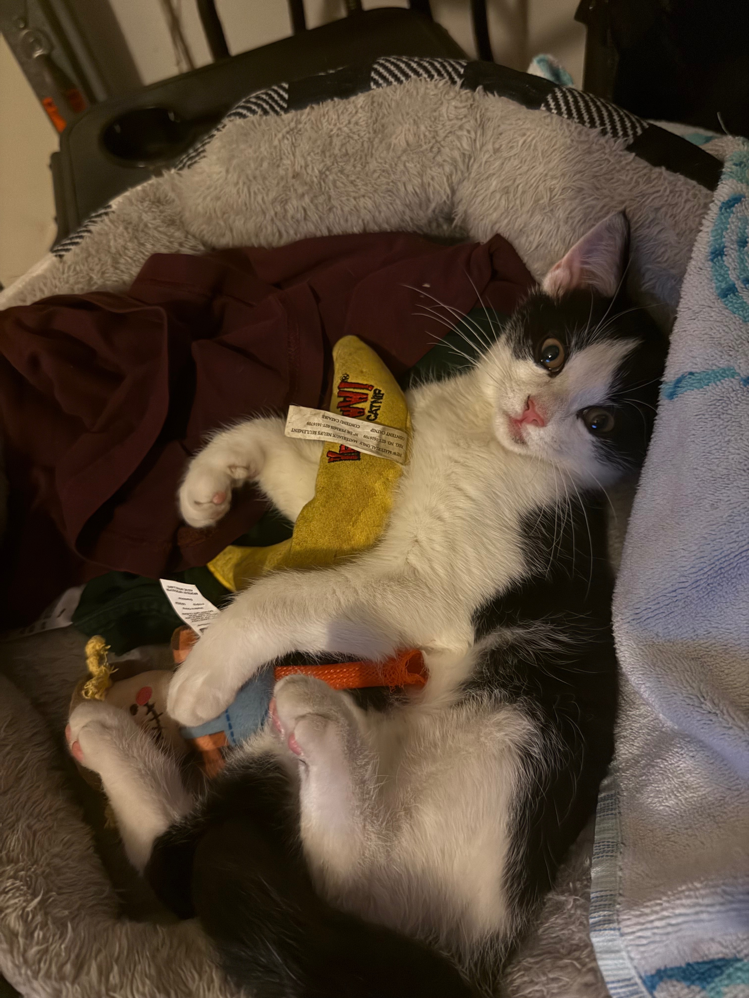 Emergency Care for Ziggy the Rescue Kitten campaign photo, 2 of 6