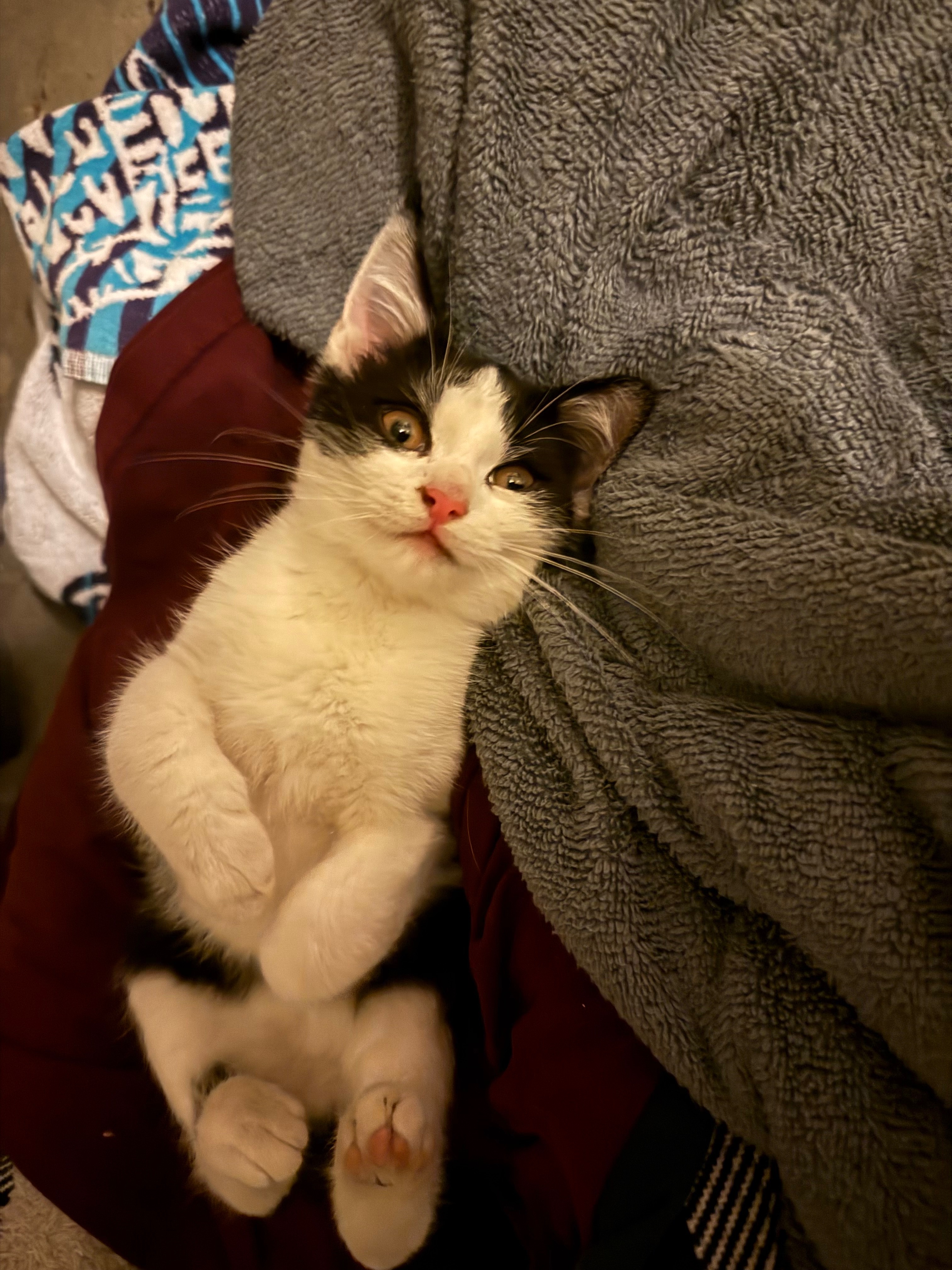 Emergency Care for Ziggy the Rescue Kitten campaign photo, 4 of 6