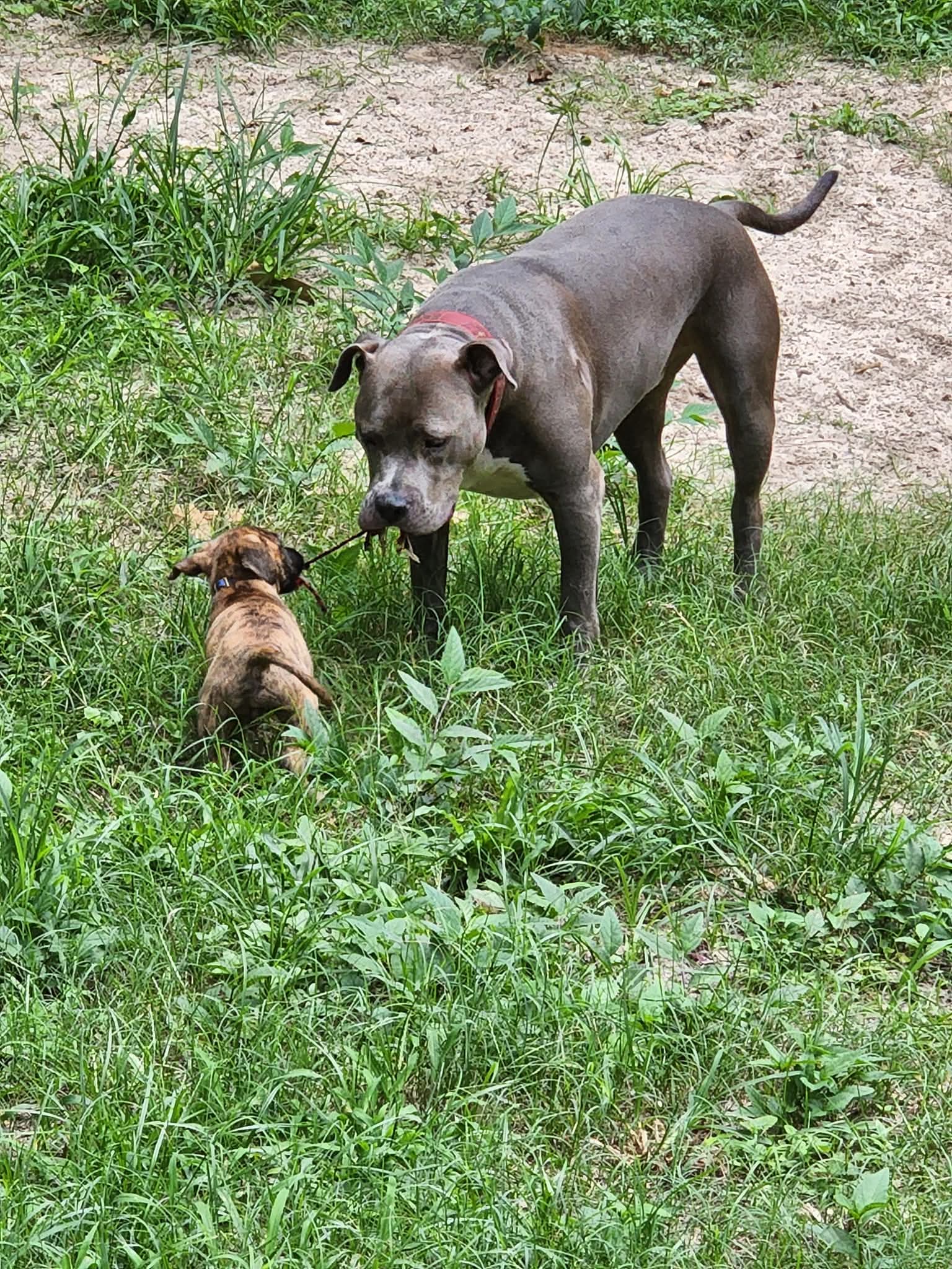 Help save and bring home an angel. campaign photo, 5 of 8