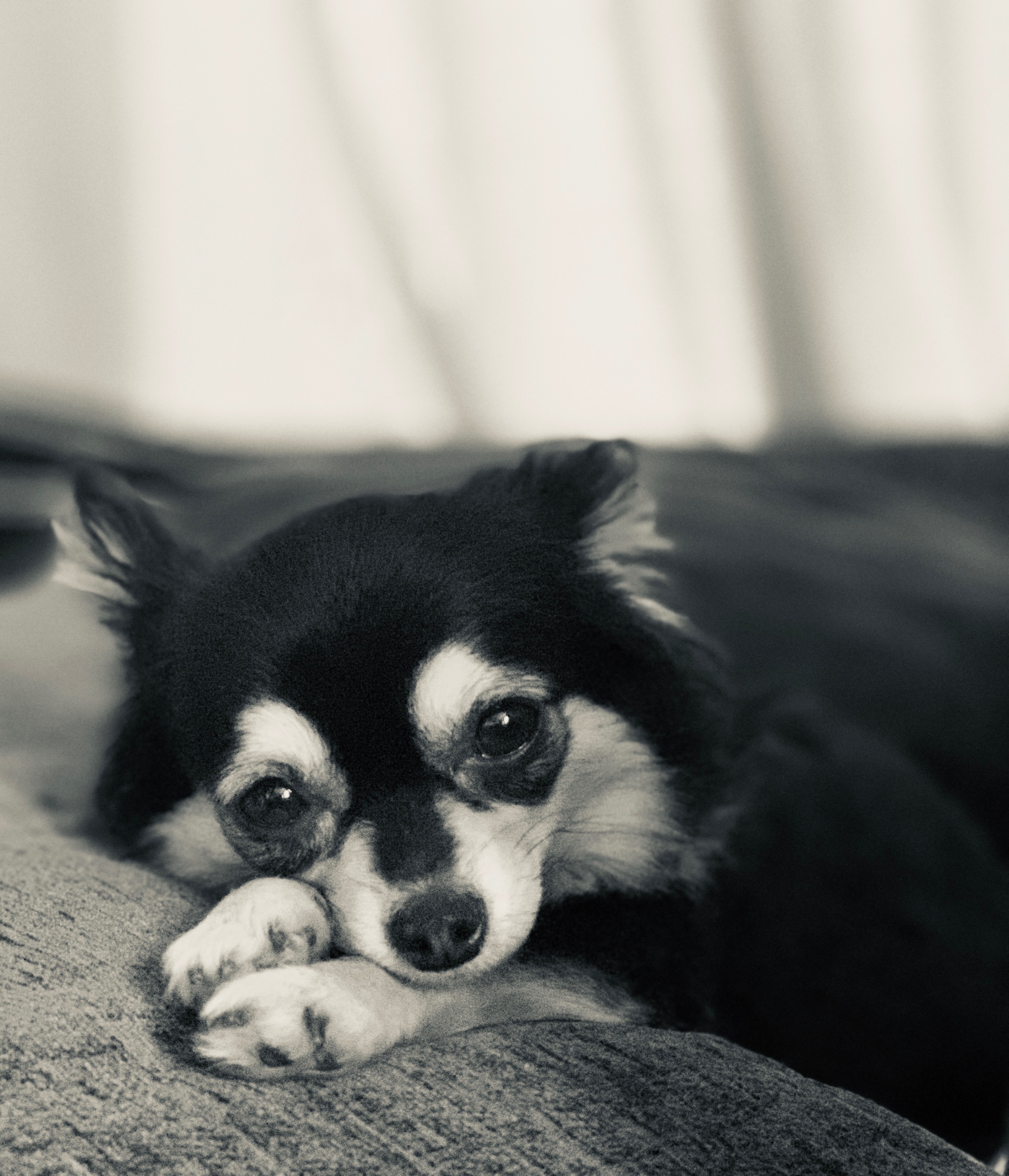 Wookiee needs Surgery for a Tumour removal. campaign photo, 4 of 8