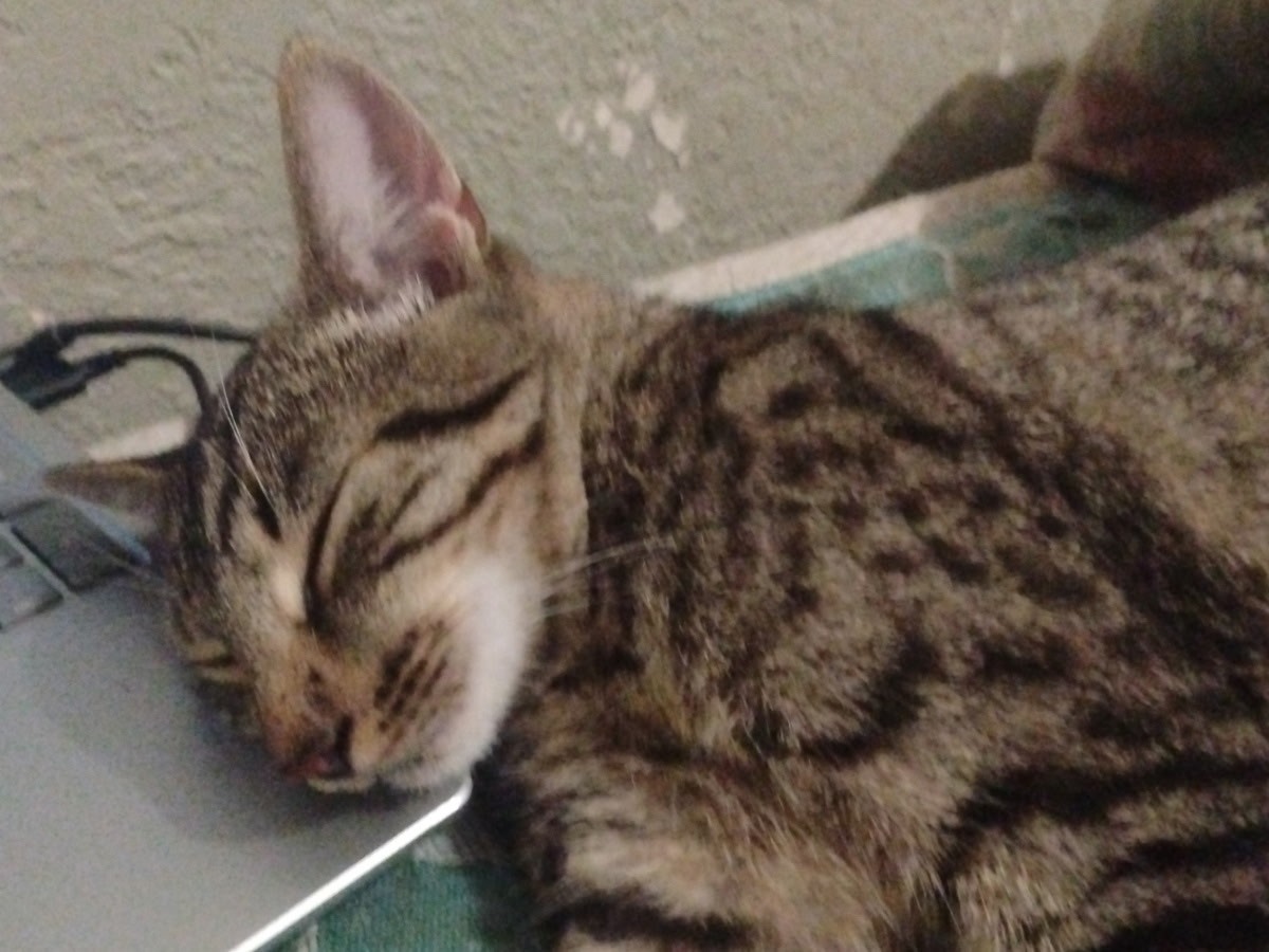 Save Teddy: Help Fund His Life-Saving Surgery campaign photo, 4 of 7