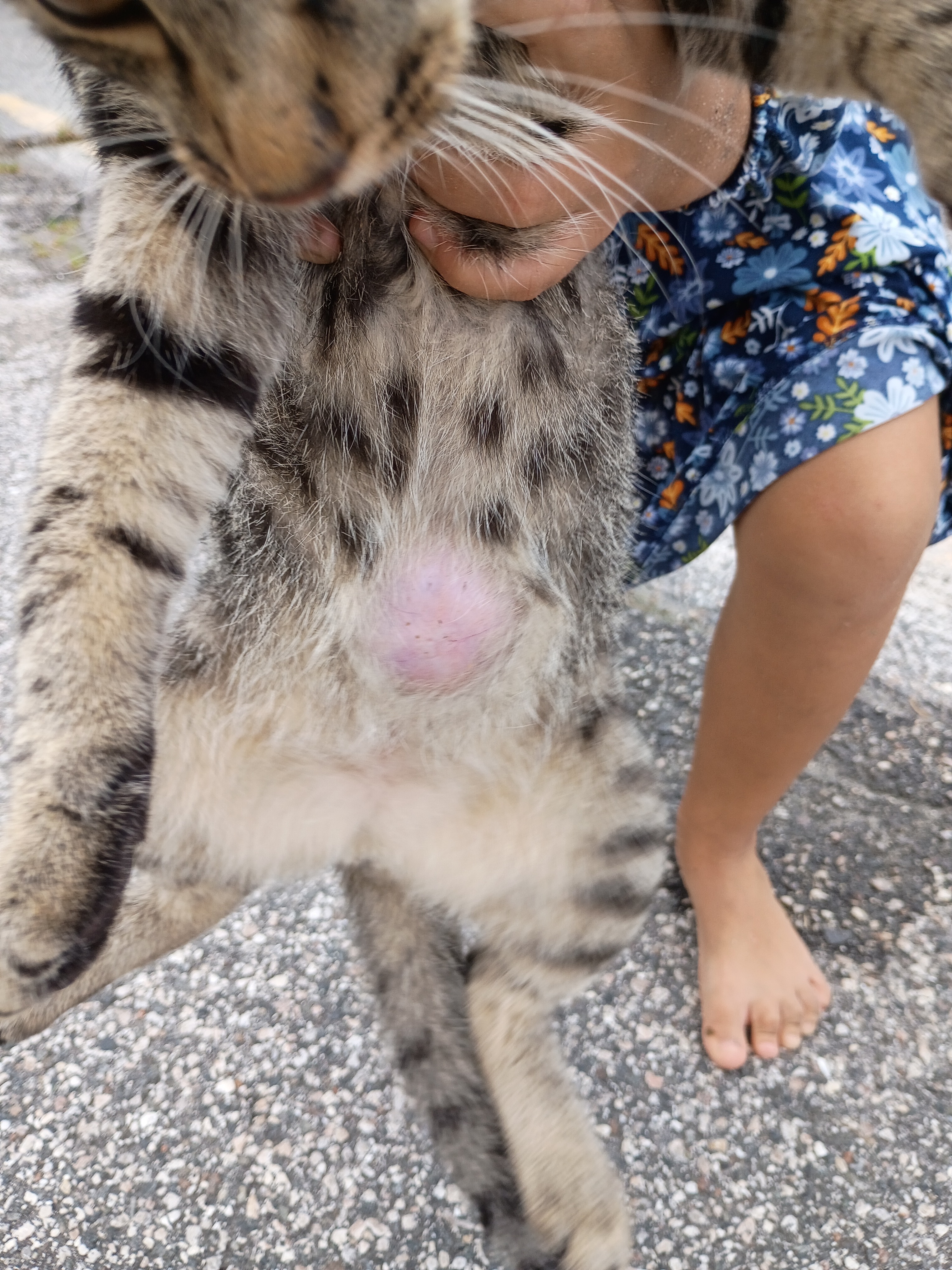 Save Teddy: Help Fund His Life-Saving Surgery campaign photo, 5 of 7
