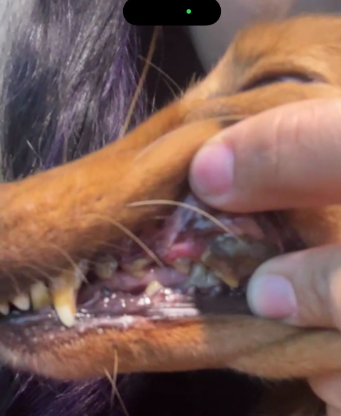 Surrendered dogs with rotten mouth needs help campaign photo, 7 of 8