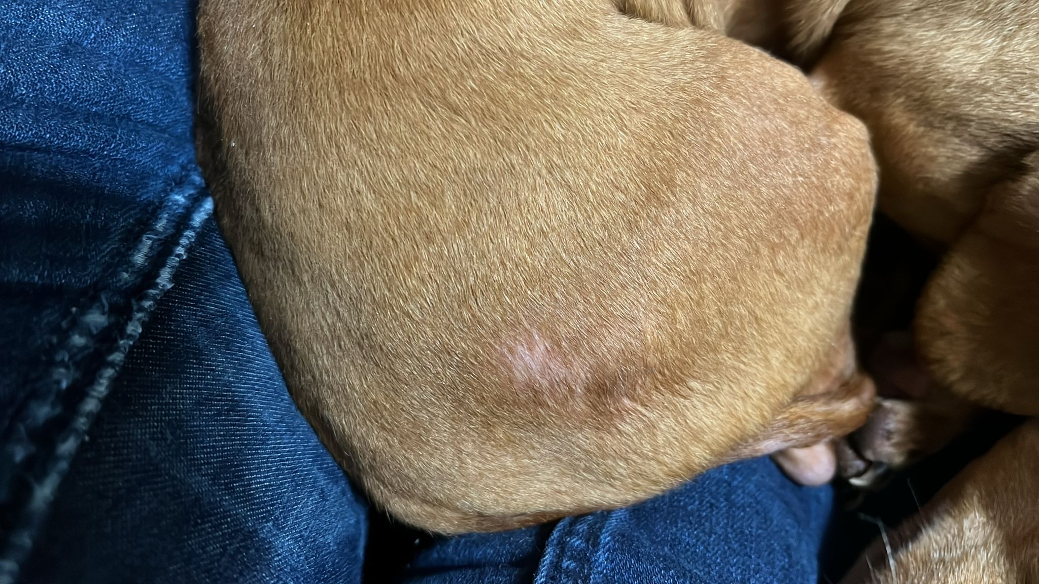 Surrendered dogs with rotten mouth needs help campaign photo, 4 of 8