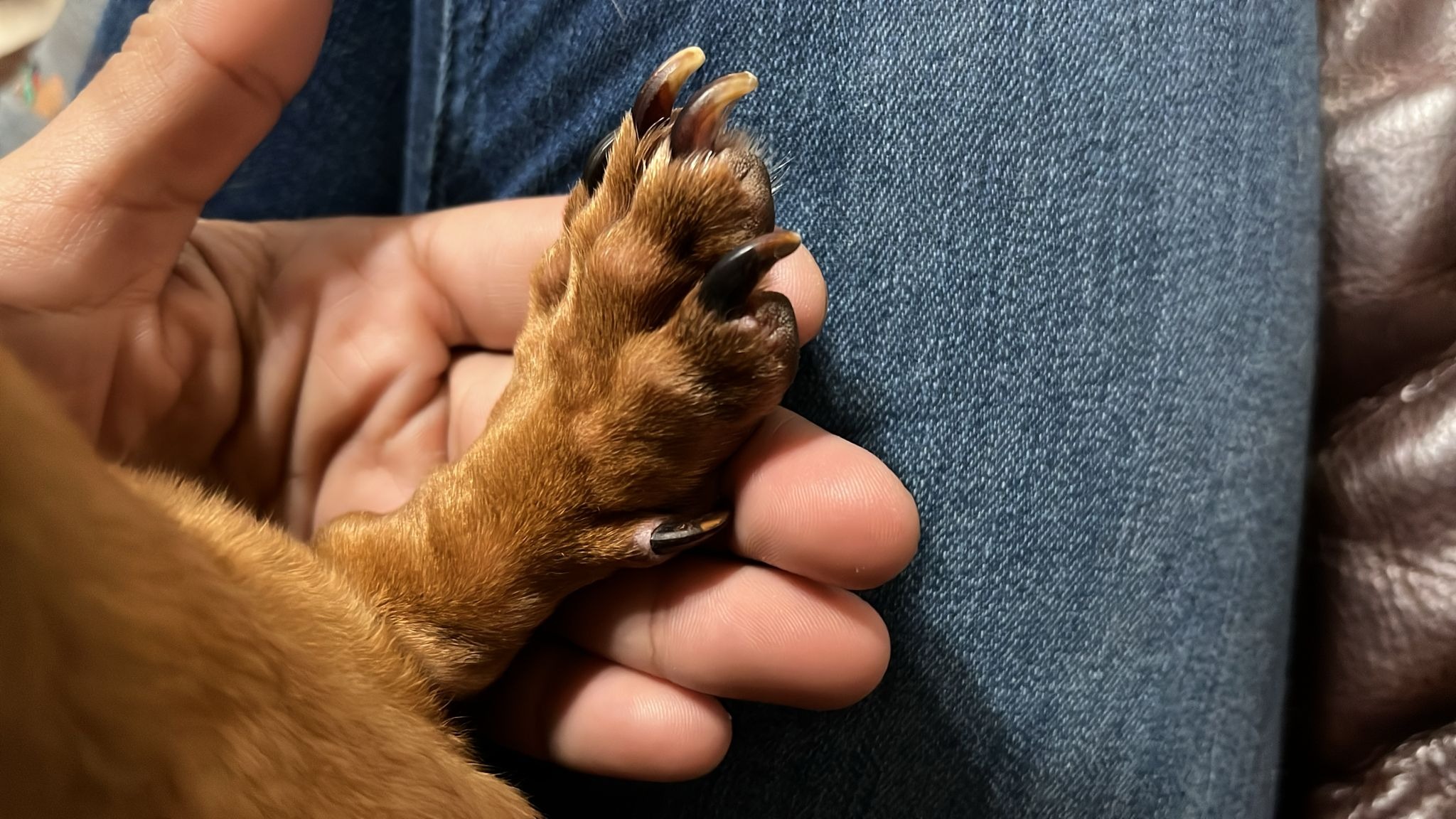 Surrendered dogs with rotten mouth needs help campaign photo, 5 of 8