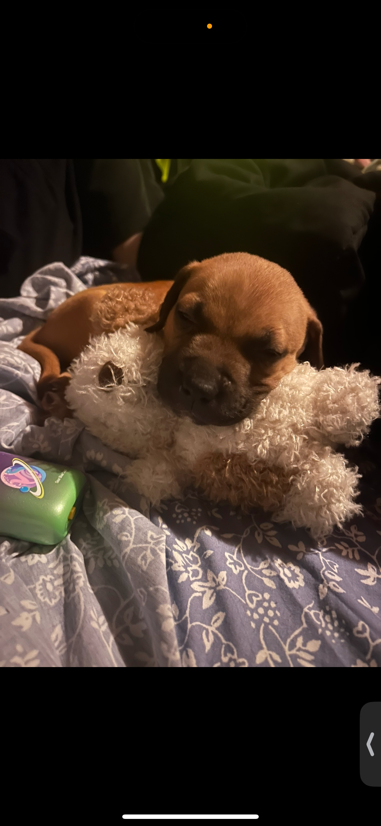 Help get Peanut the medical attention he needs to come home campaign photo, 2 of 8