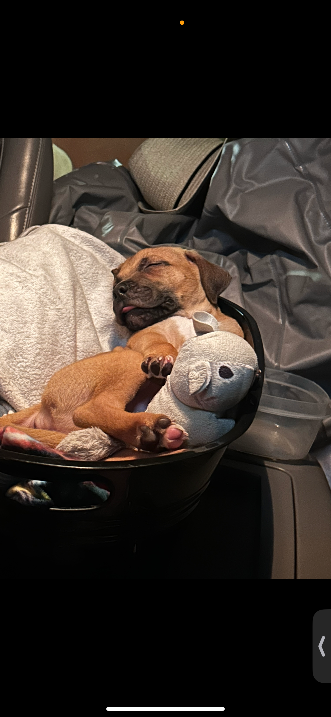Help get Peanut the medical attention he needs to come home campaign photo, 4 of 8