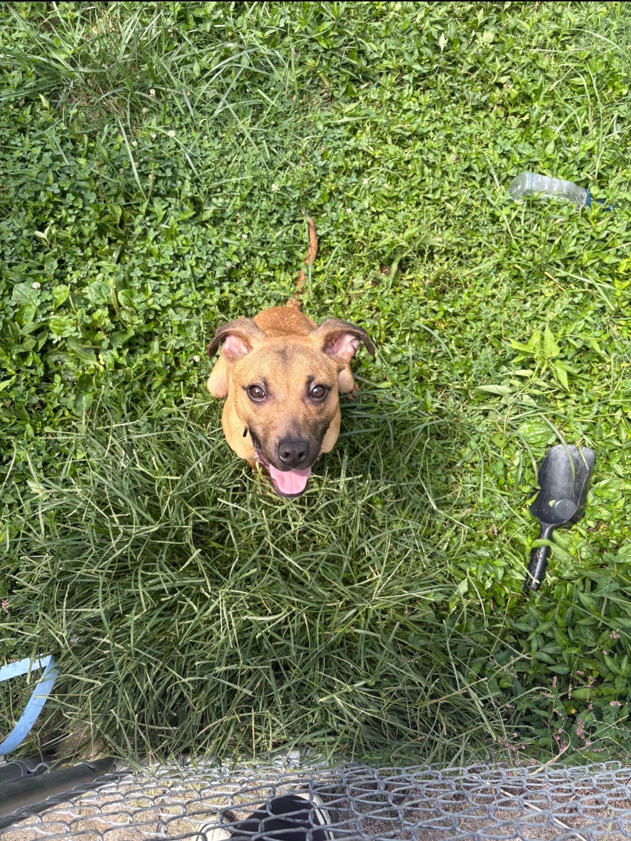 Help get Peanut the medical attention he needs to come home campaign photo, 5 of 8