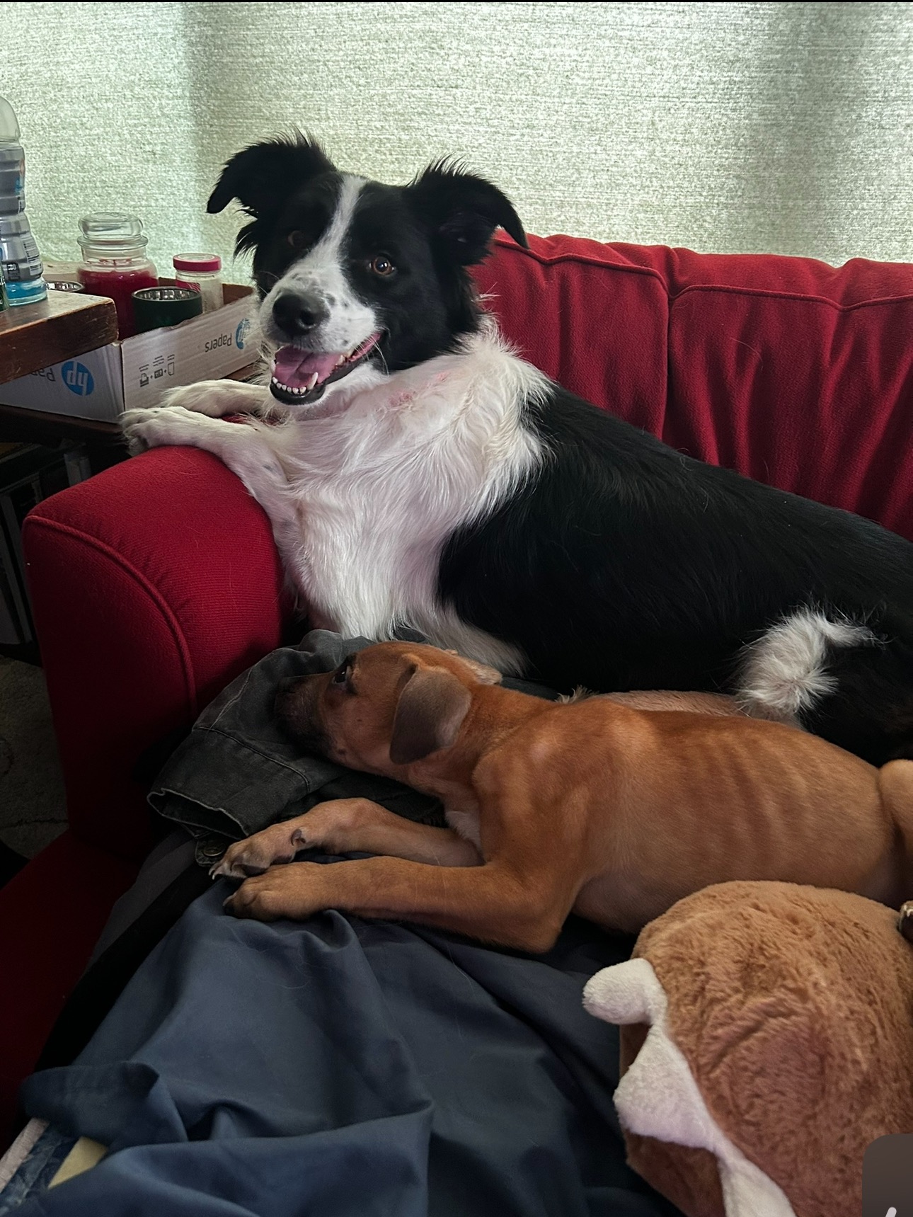 Help get Peanut the medical attention he needs to come home campaign photo, 6 of 8