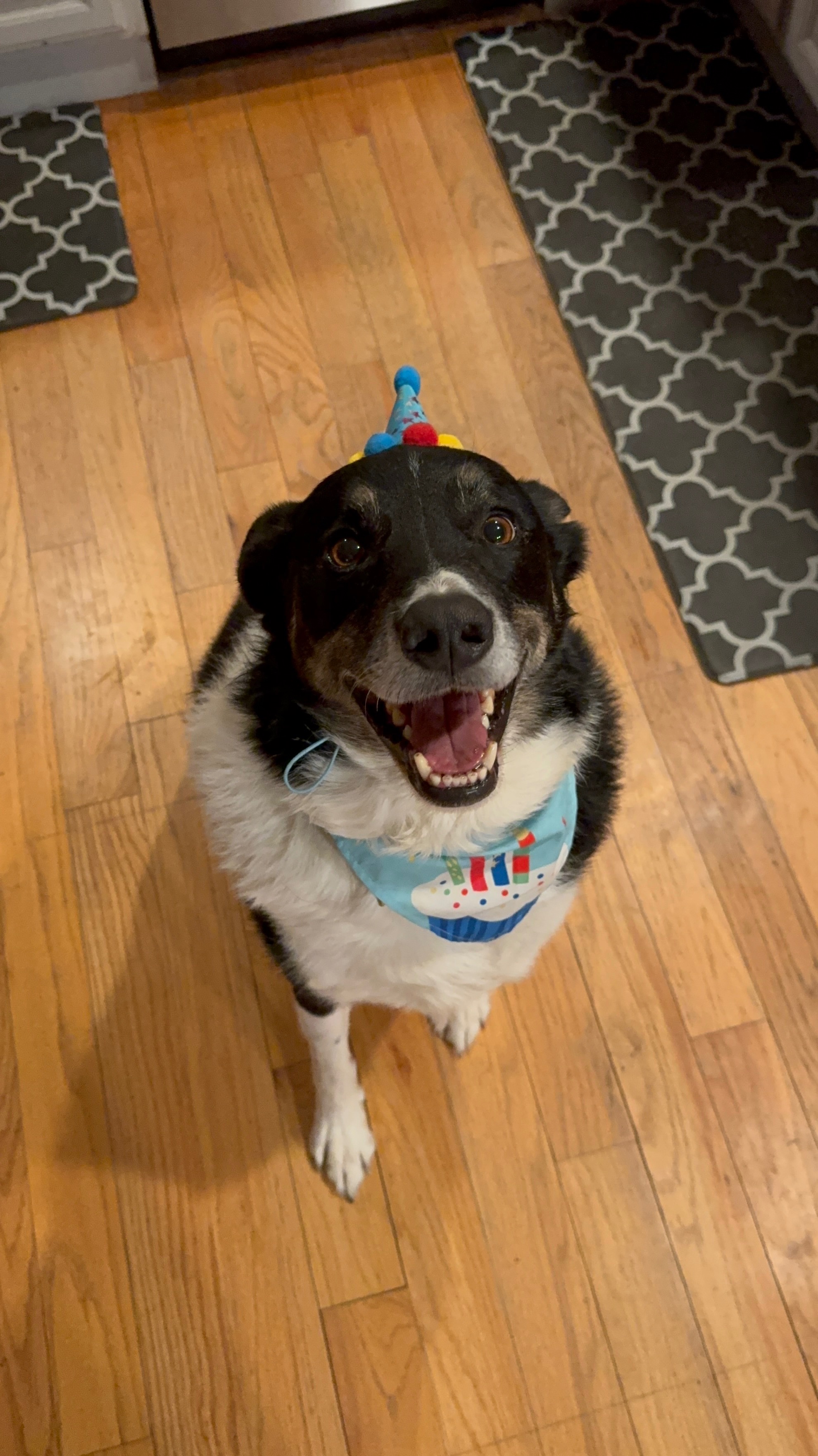 Hope for Thor: Urgent Surgery Needed campaign photo, 7 of 8
