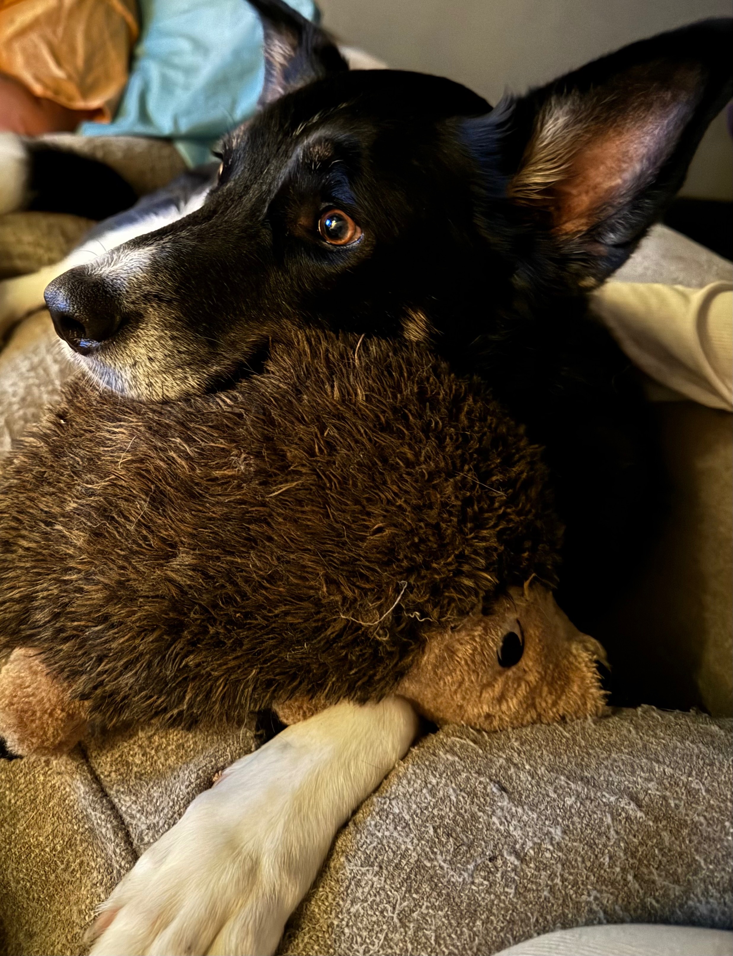 Hope for Thor: Urgent Surgery Needed campaign photo, 2 of 8