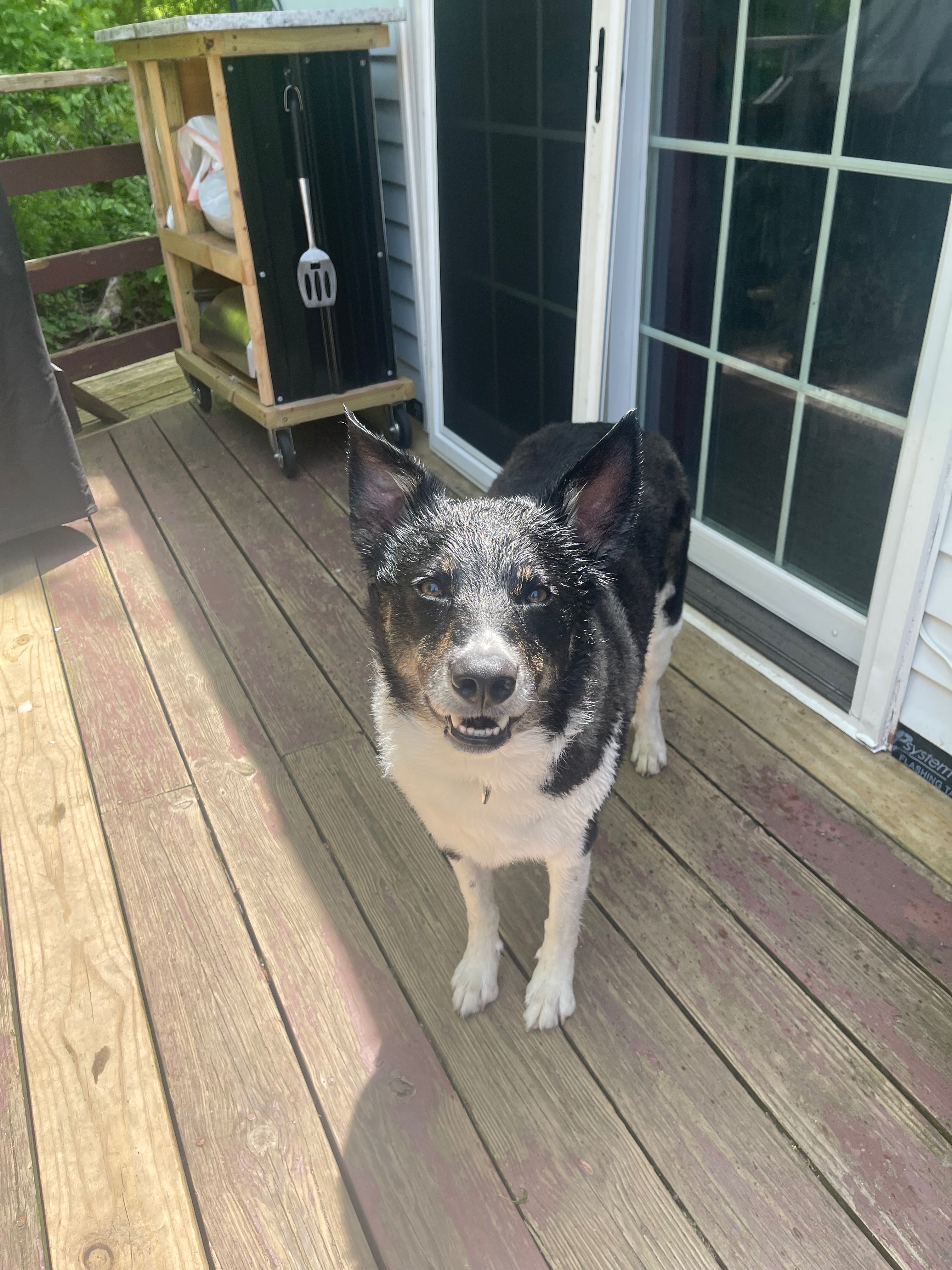 Hope for Thor: Urgent Surgery Needed campaign photo, 4 of 8