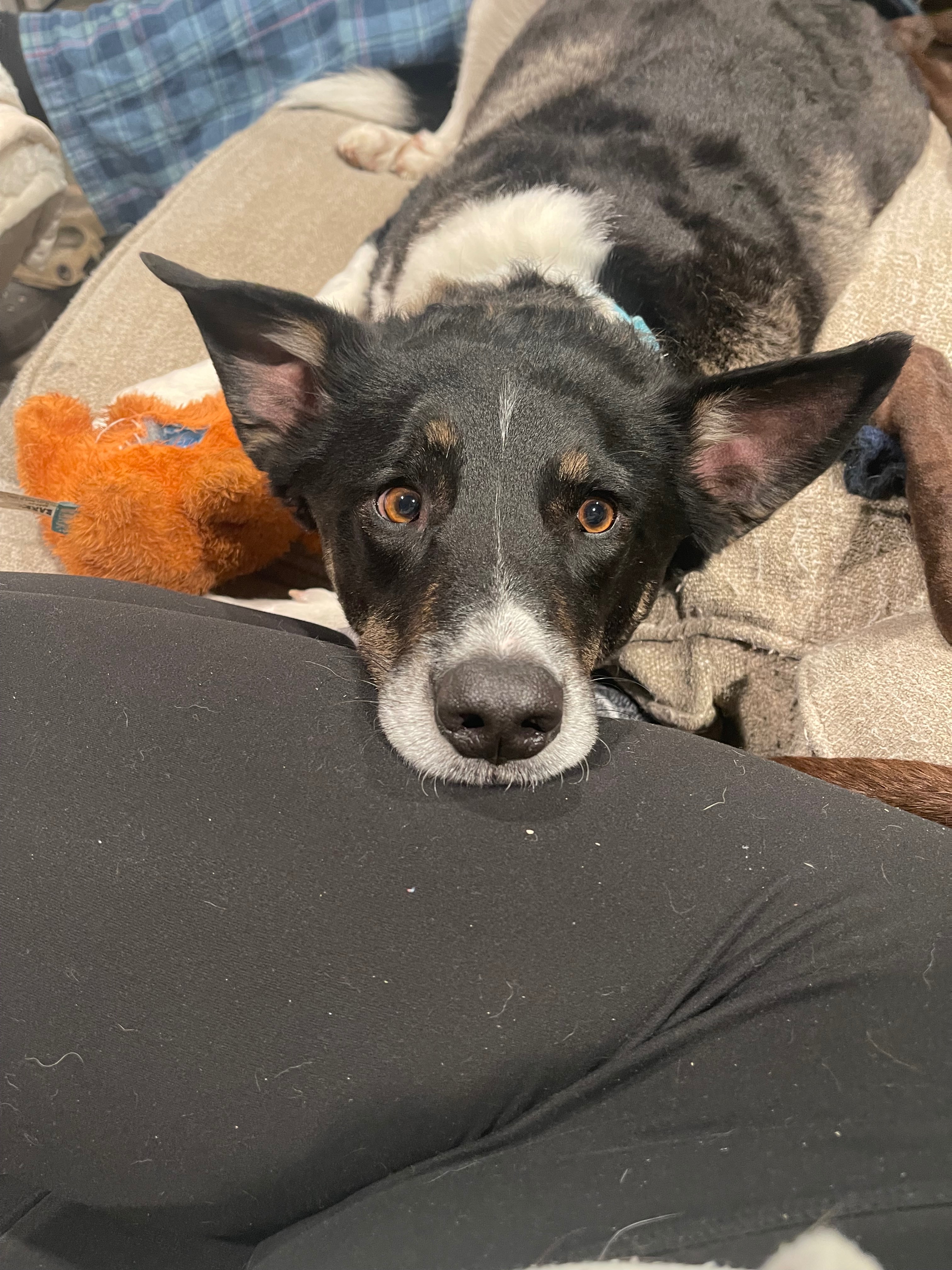 Hope for Thor: Urgent Surgery Needed campaign photo, 5 of 8