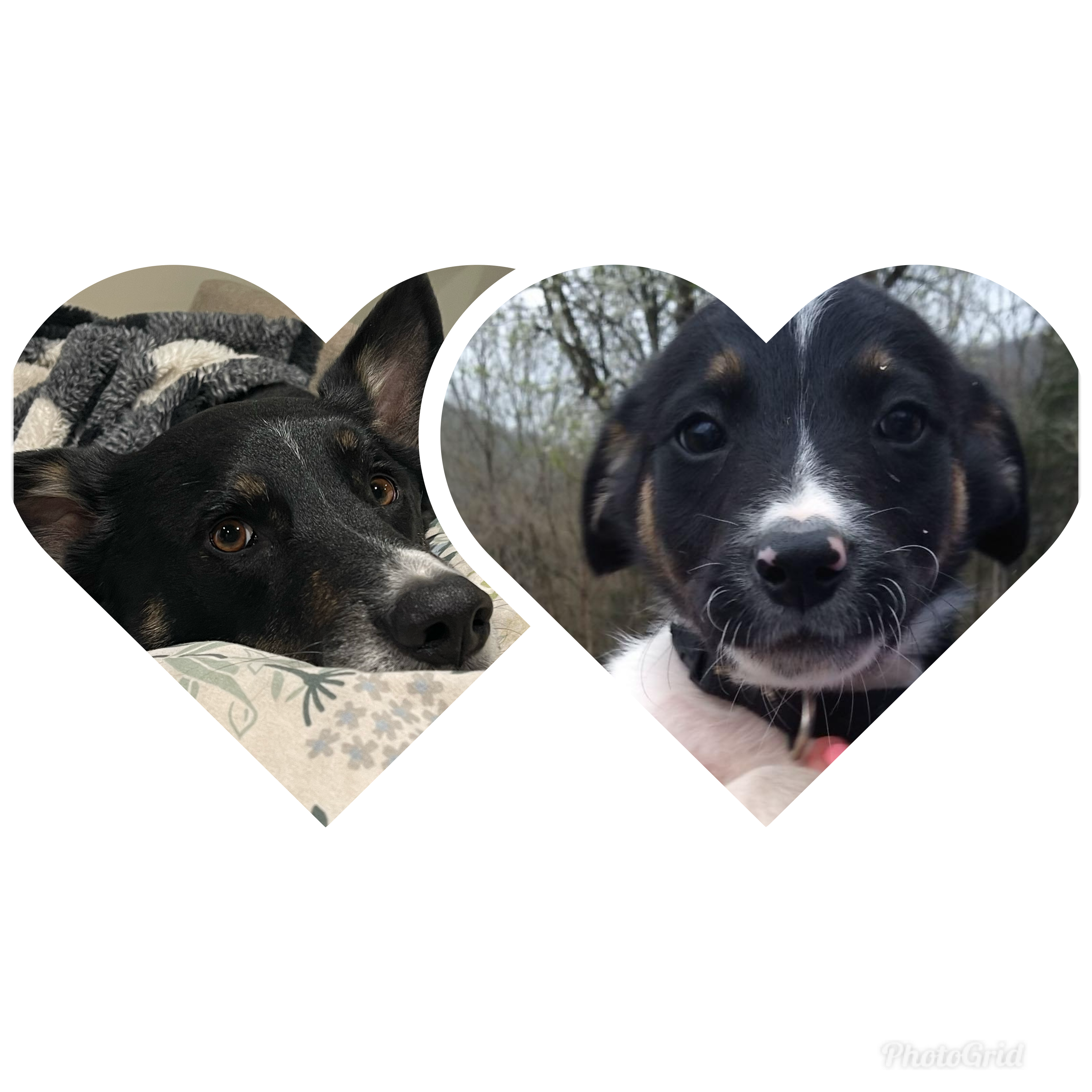 Hope for Thor: Urgent Surgery Needed campaign photo, 6 of 8