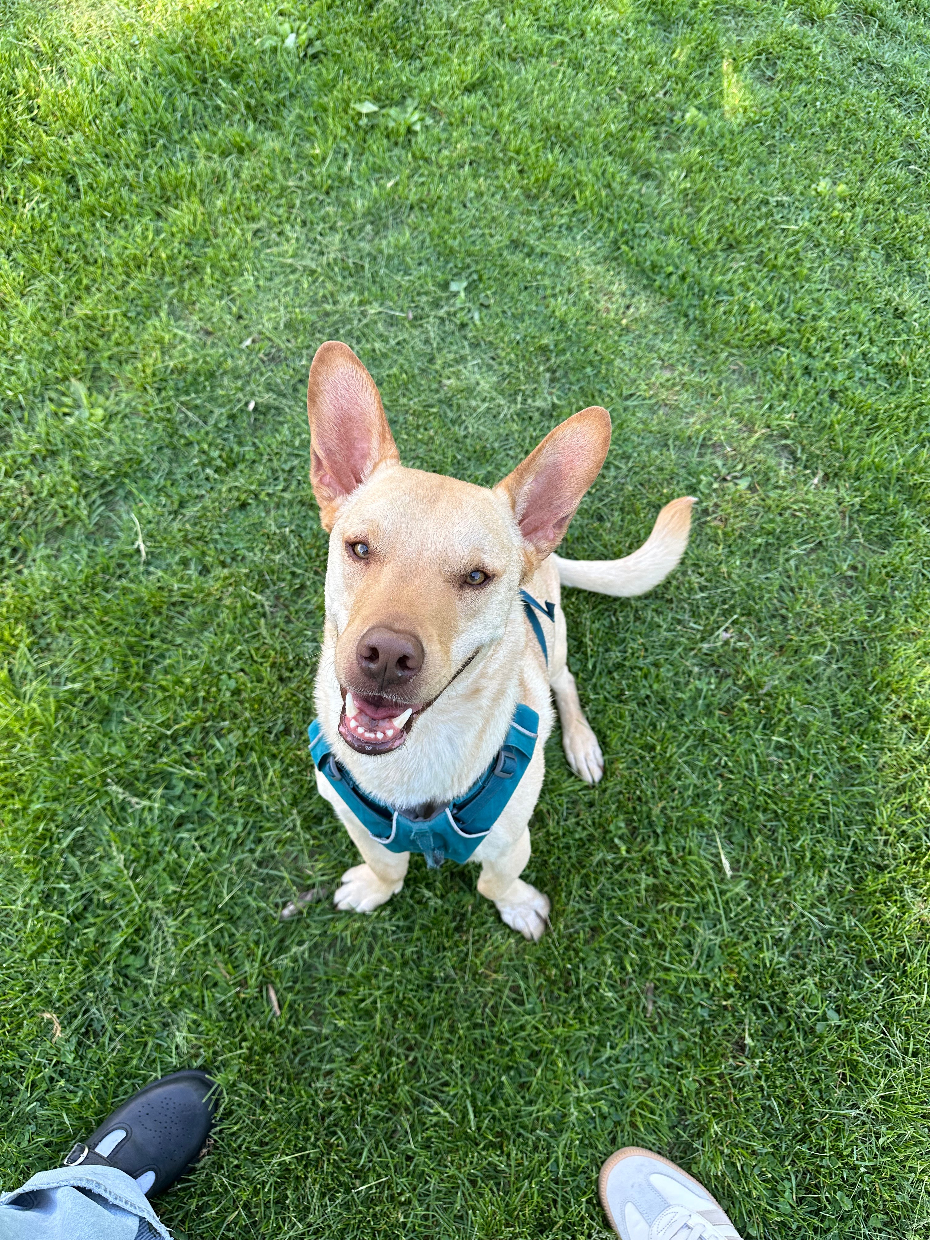 Help Bruno get ACL Surgery campaign photo, 7 of 8