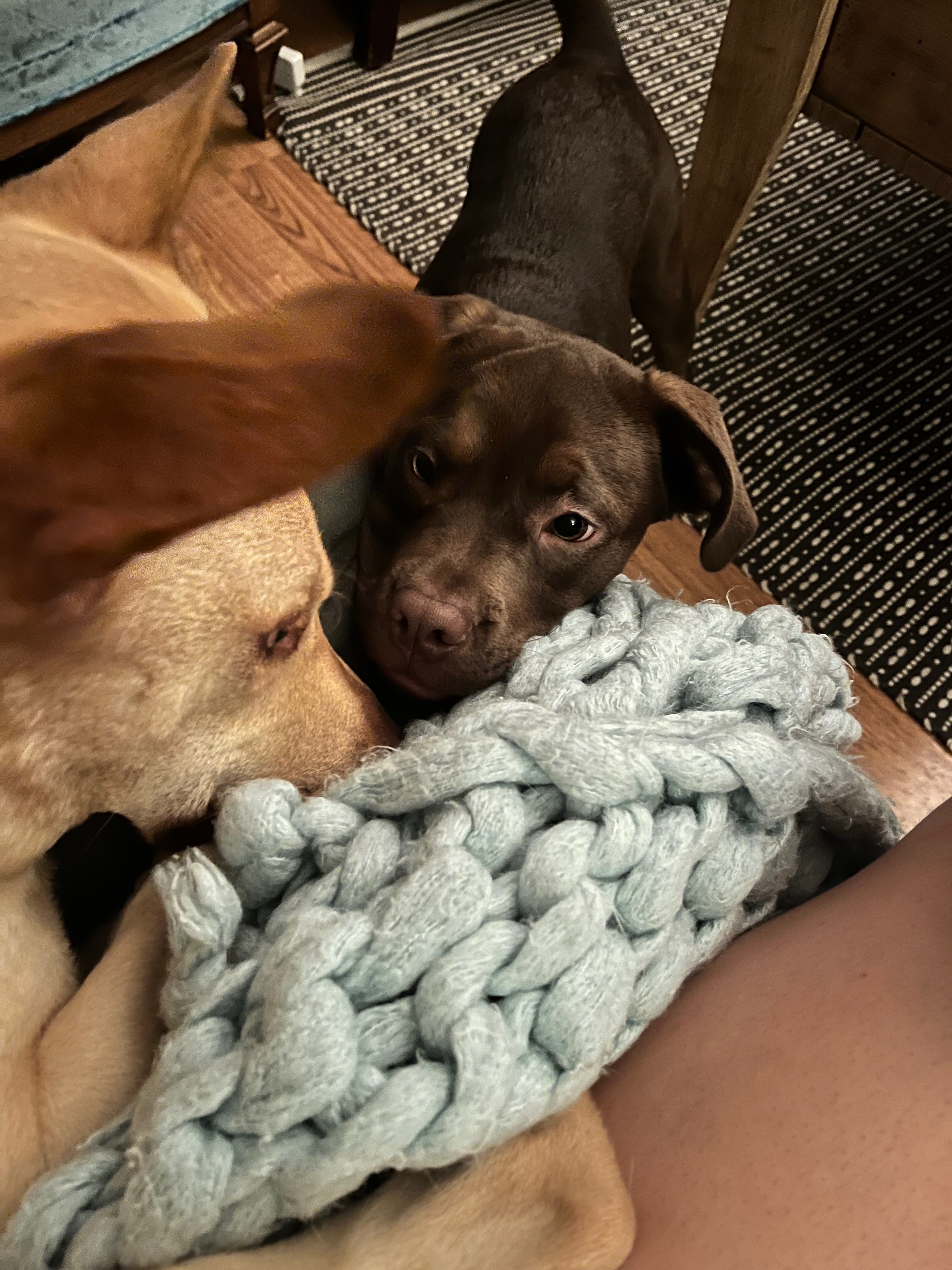 Help Bruno get ACL Surgery campaign photo, 5 of 8