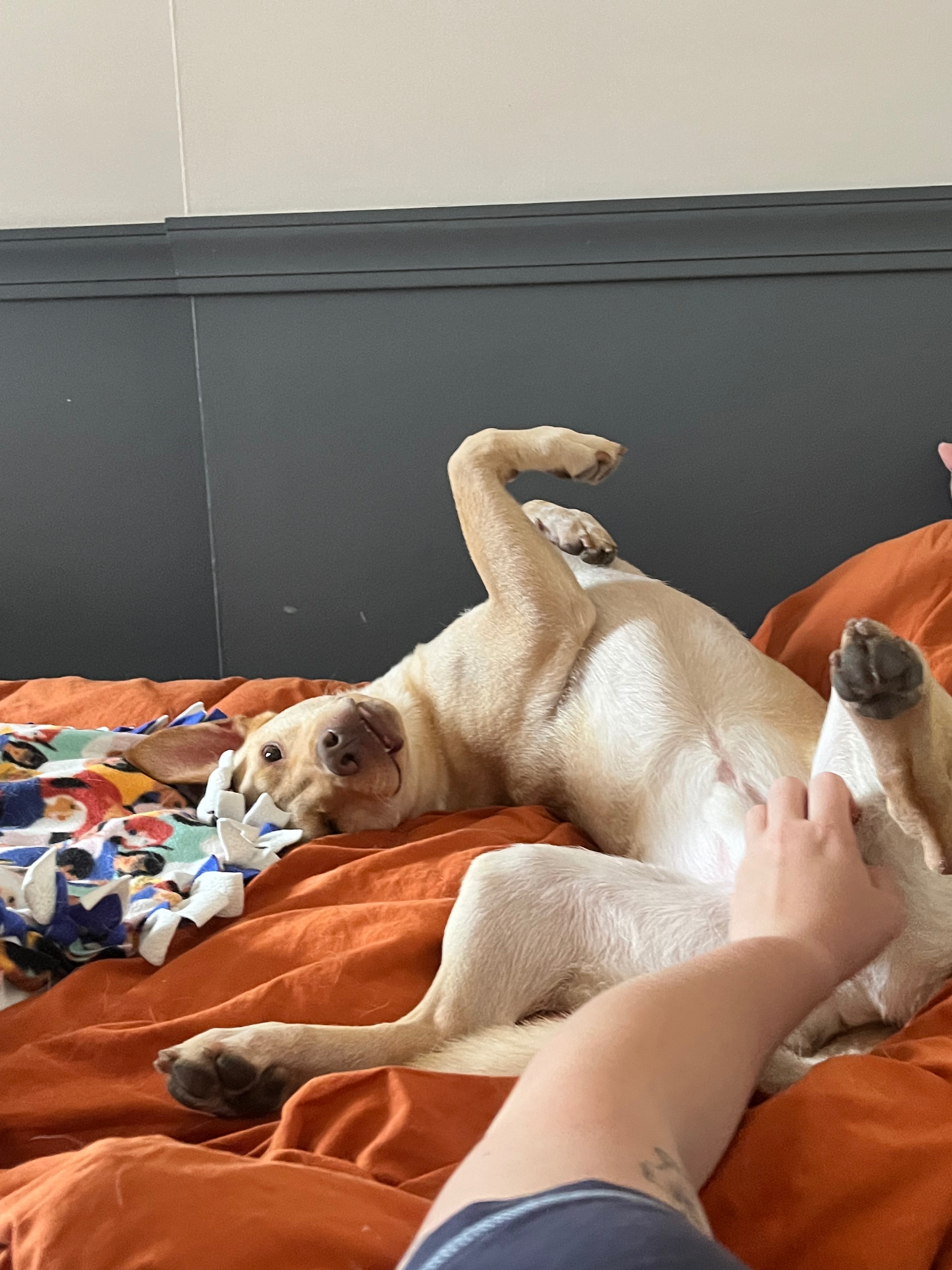 Help Bruno get ACL Surgery campaign photo, 6 of 8