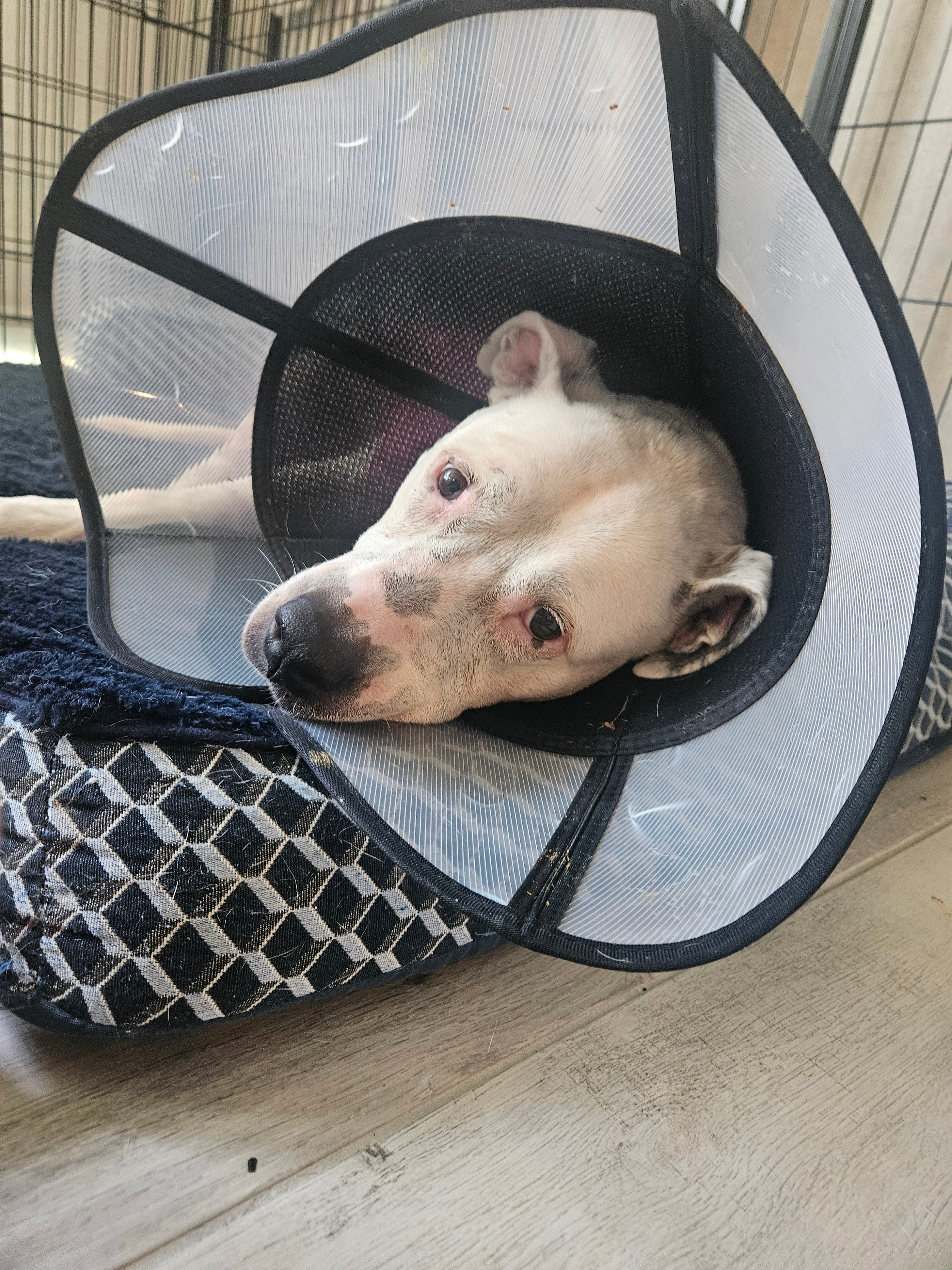 Azula’s Battle: Knee Surgery, Cancer & Care campaign photo, 6 of 7