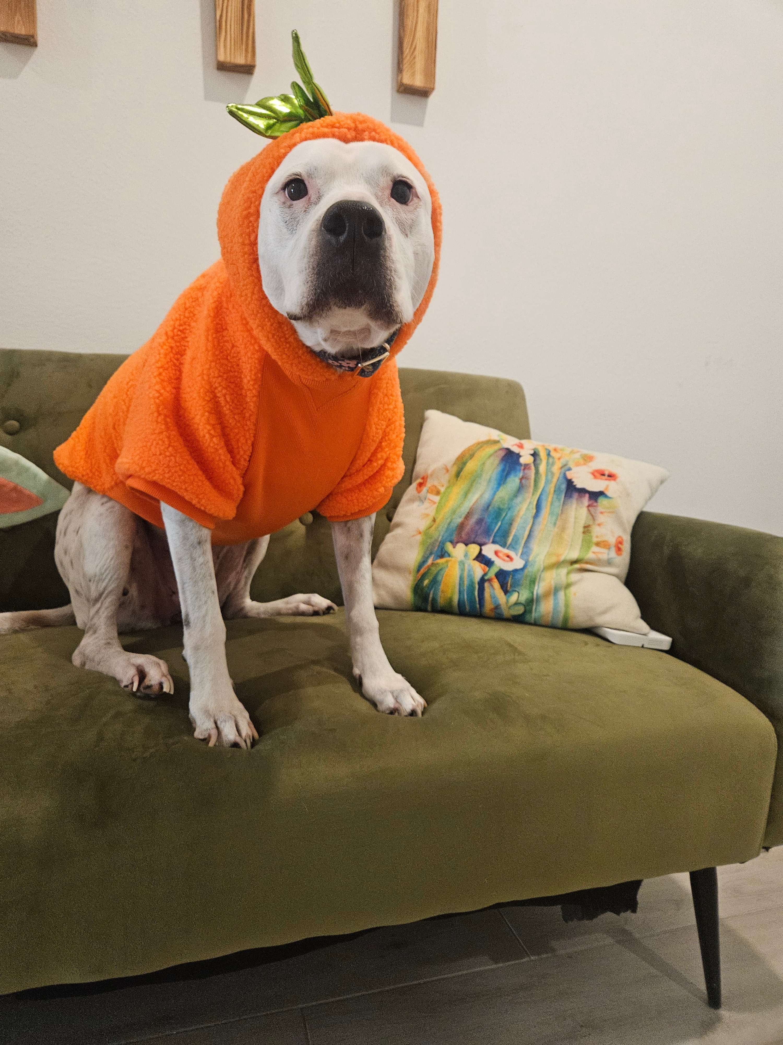 Azula’s Battle: Knee Surgery, Cancer & Care campaign photo, 2 of 7