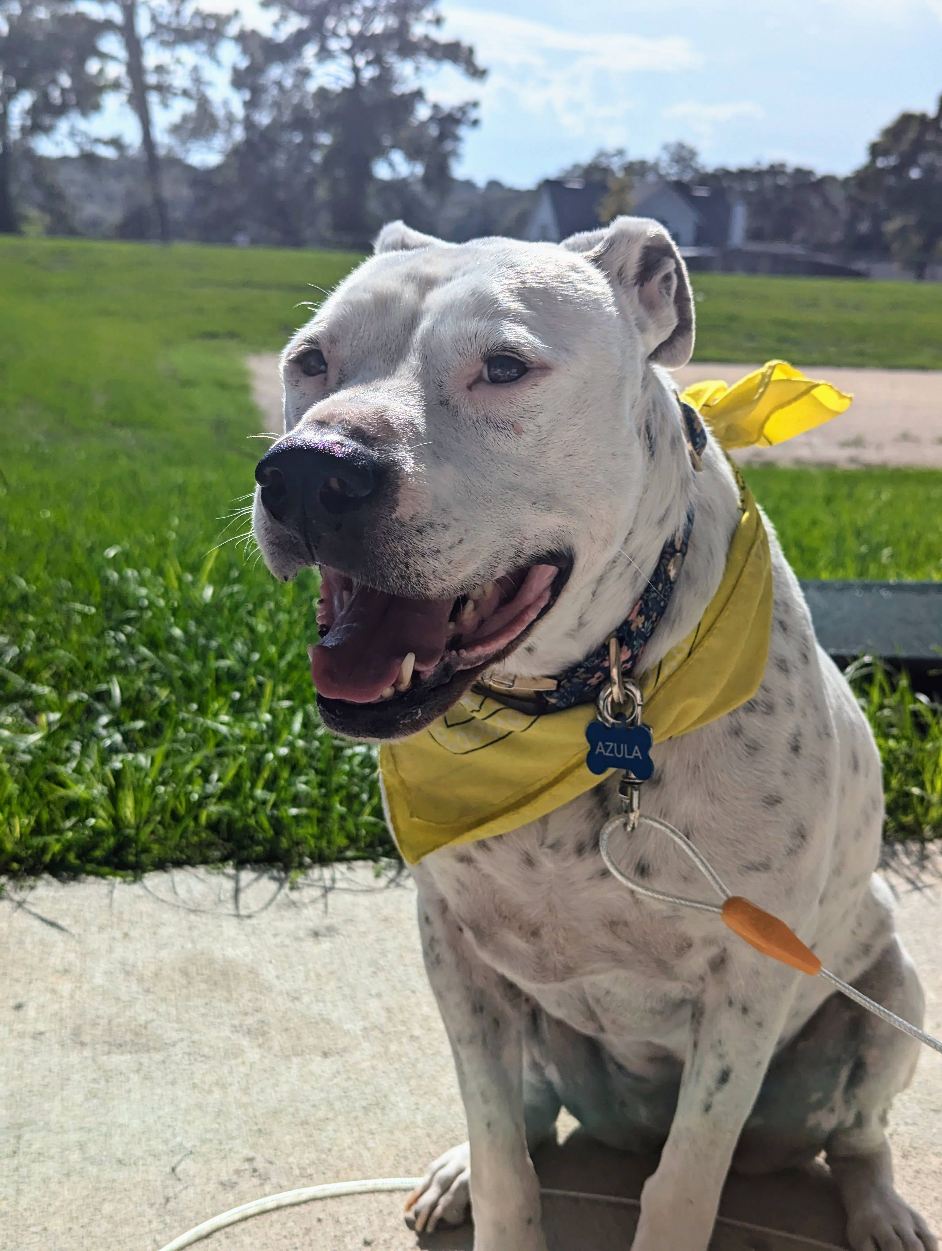 Azula’s Battle: Knee Surgery, Cancer & Care campaign photo, 4 of 7