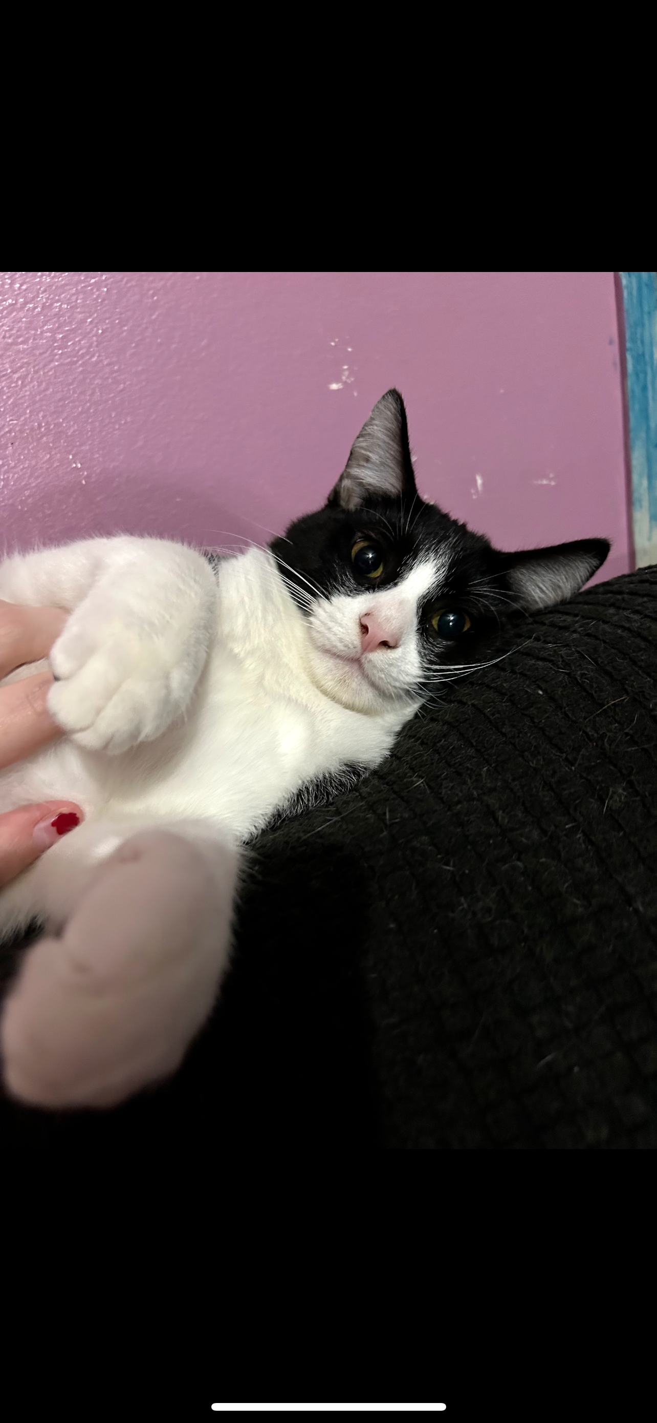 Kira’s Urinary Blockage Treatment campaign photo, 5 of 6