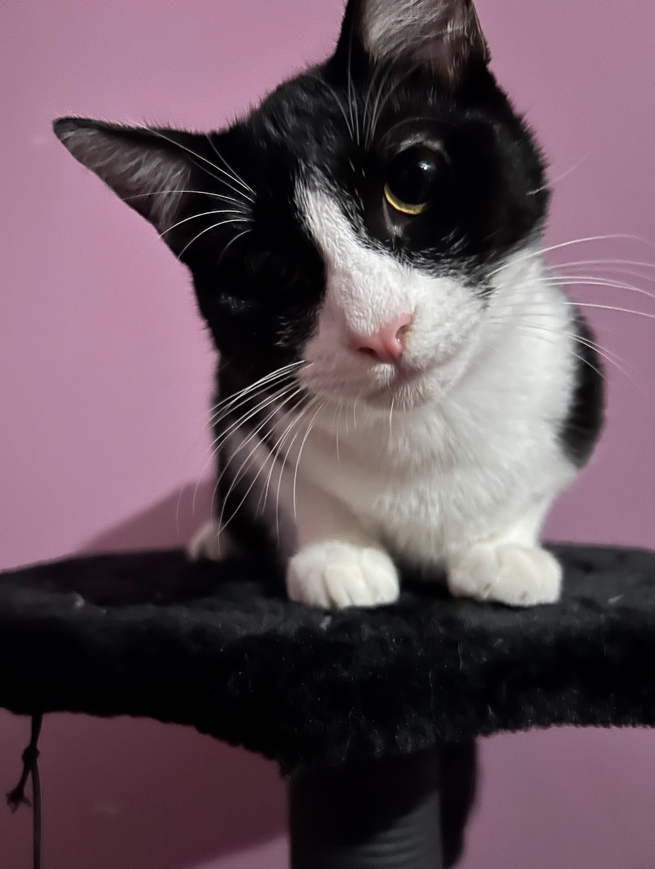 Kira’s Urinary Blockage Treatment campaign photo, 2 of 6