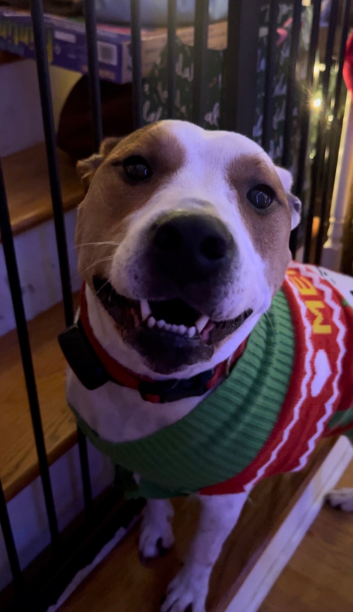 Cookie’s CCL Surgery campaign photo, 7 of 8