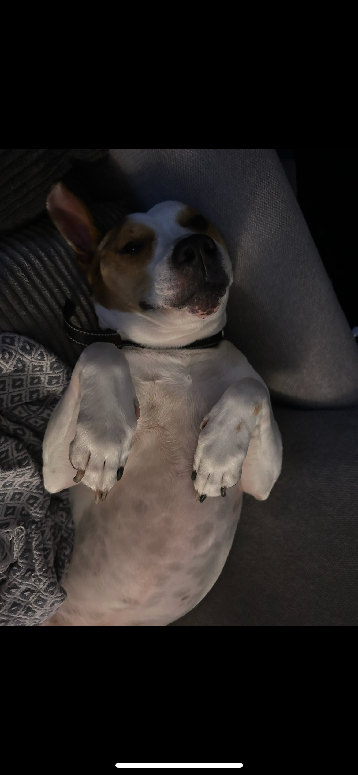 Cookie’s CCL Surgery campaign photo, 2 of 8