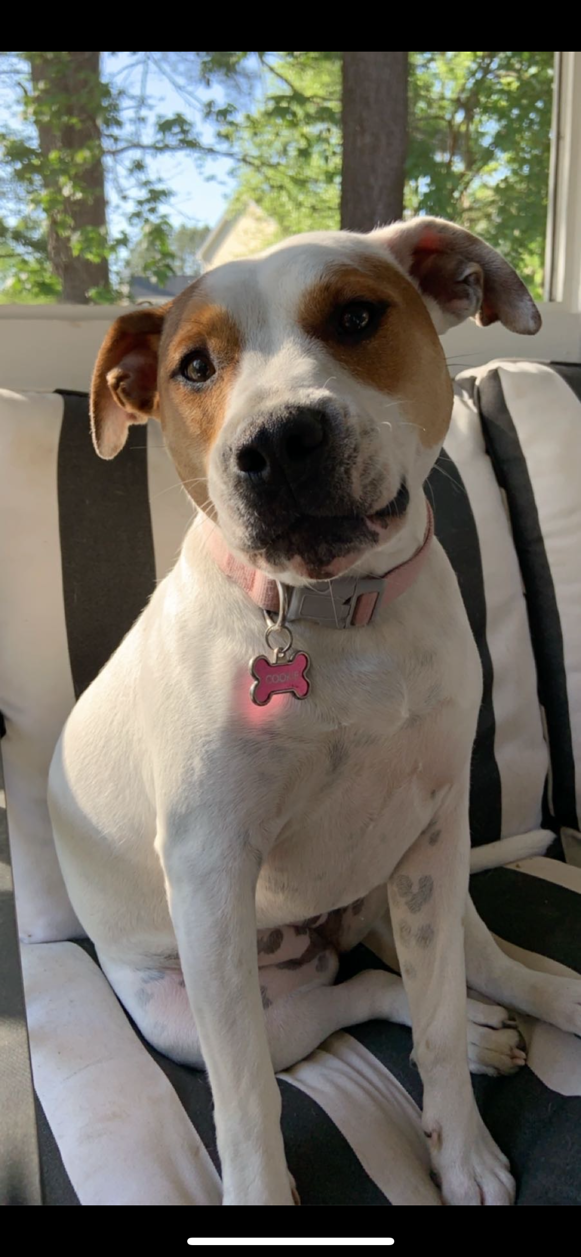 Cookie’s CCL Surgery campaign photo, 4 of 8