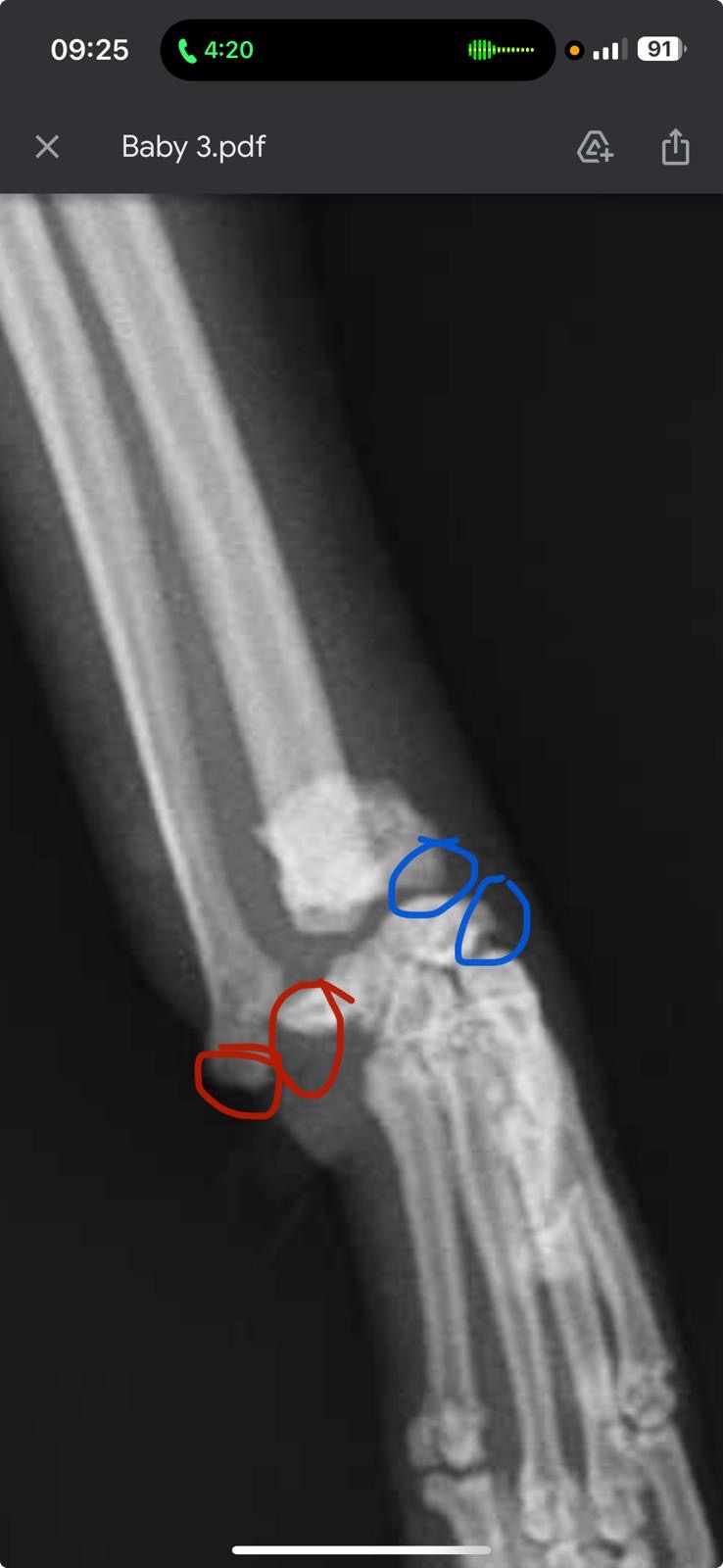 Help Bebi to walk and eat again after a 4-story fall campaign photo, 2 of 8