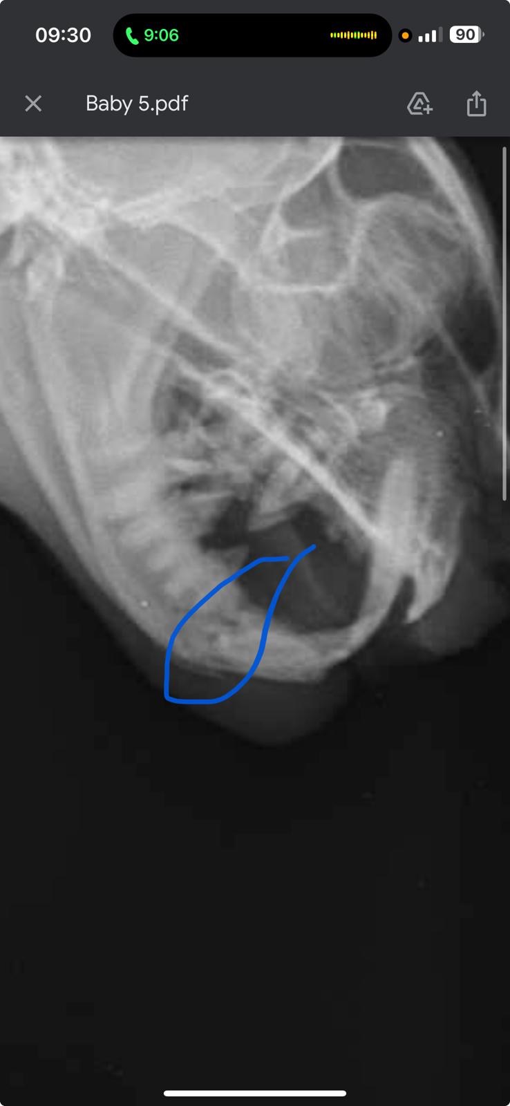 Help Bebi to walk and eat again after a 4-story fall campaign photo, 4 of 8