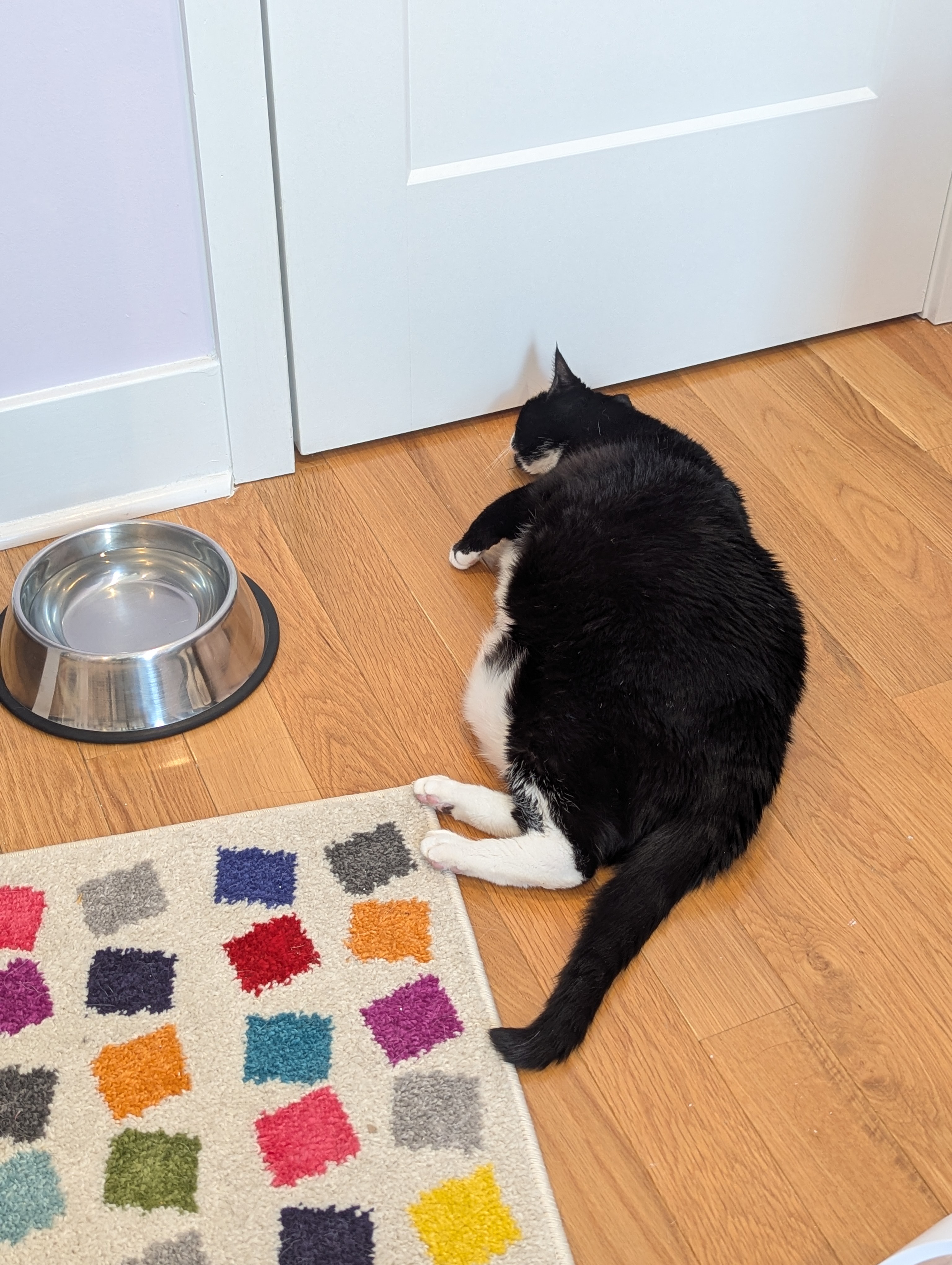 Pippin's Anemia Hospitalization -previously dental surgery campaign photo, 6 of 7