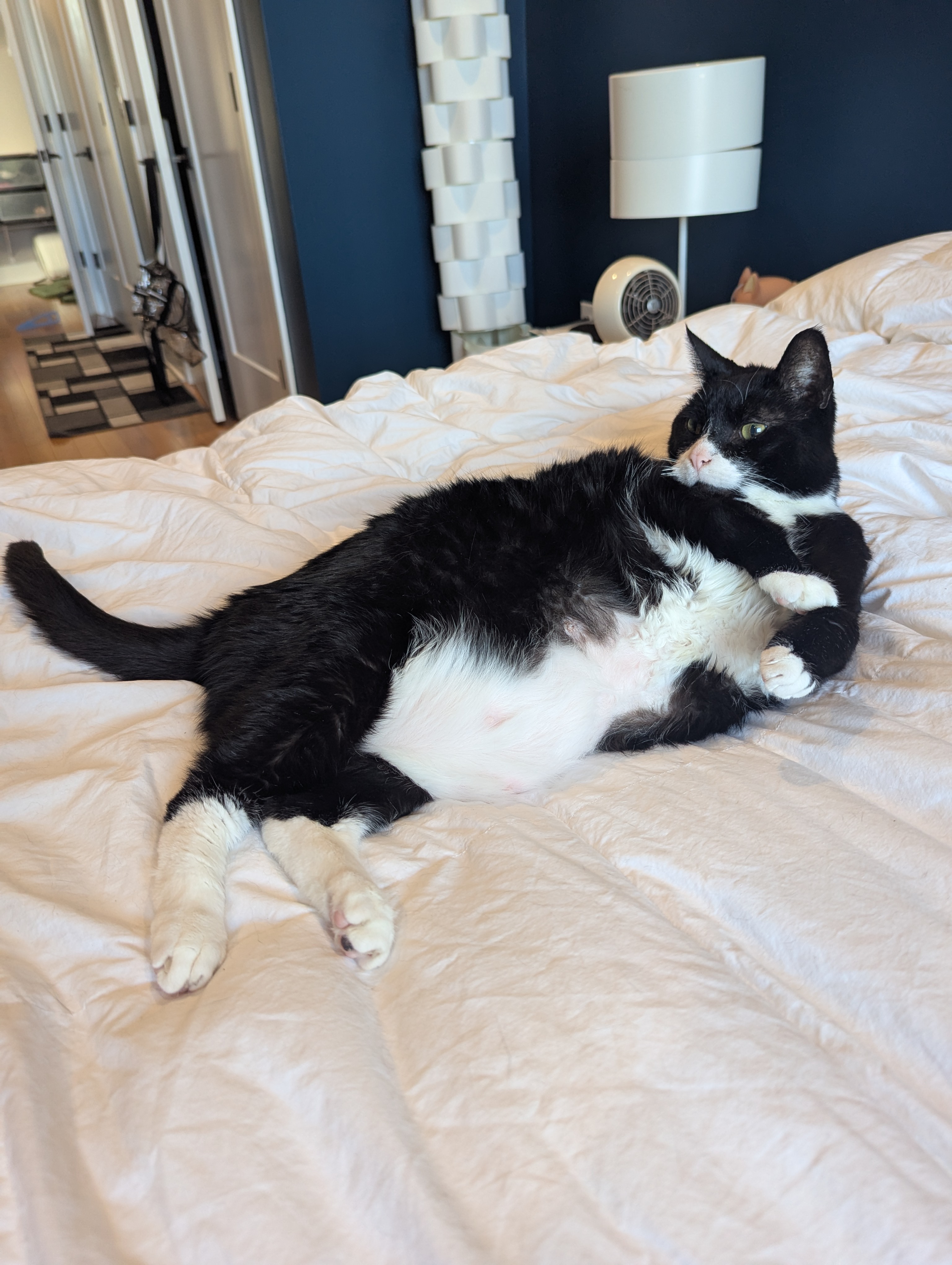 Pippin's Anemia Hospitalization -previously dental surgery campaign photo, 4 of 7
